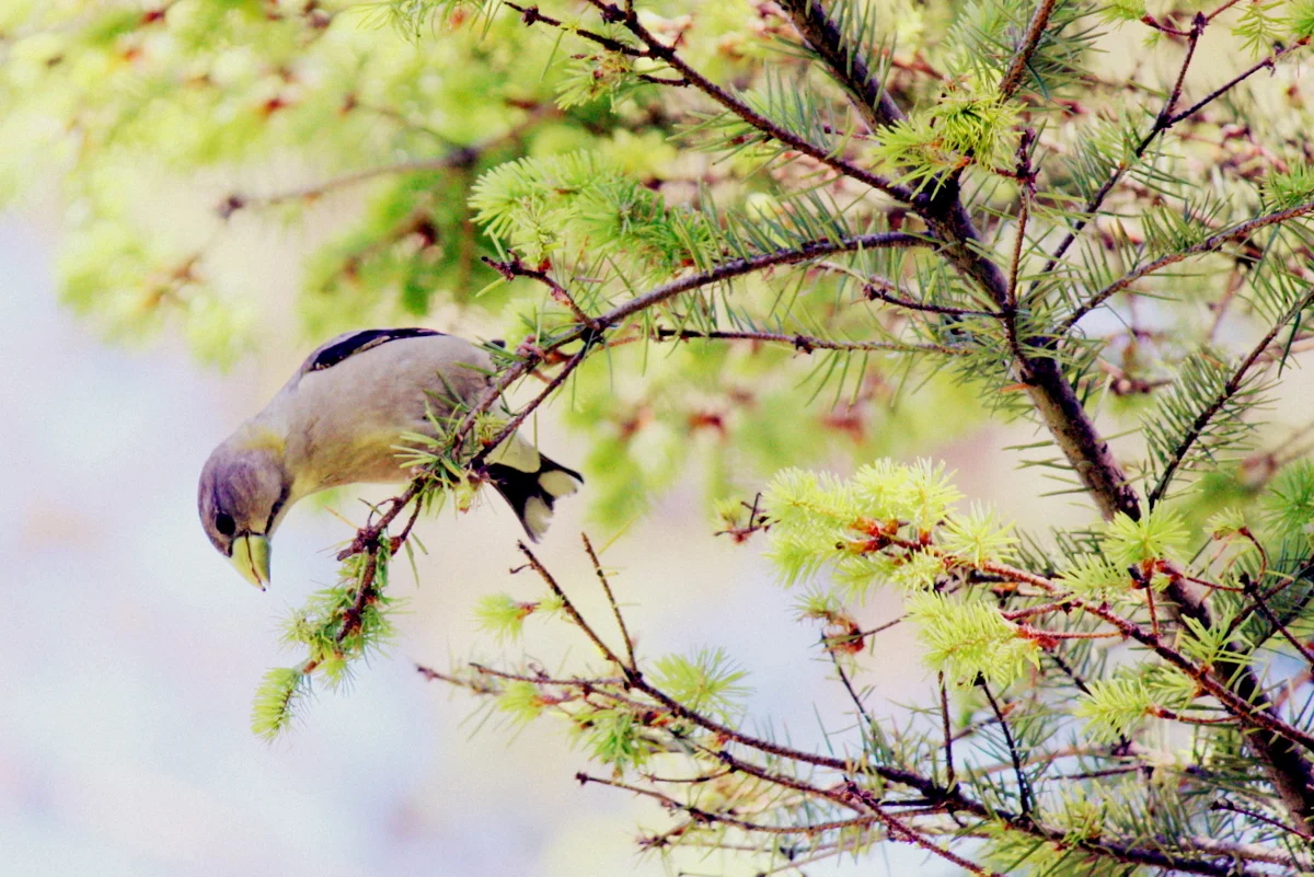  Evening Grosbeak - female 