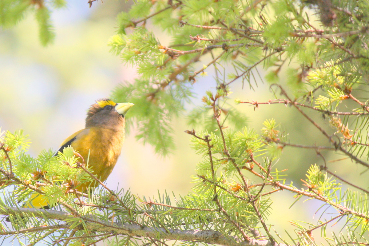  Evening Grosbeak - male 