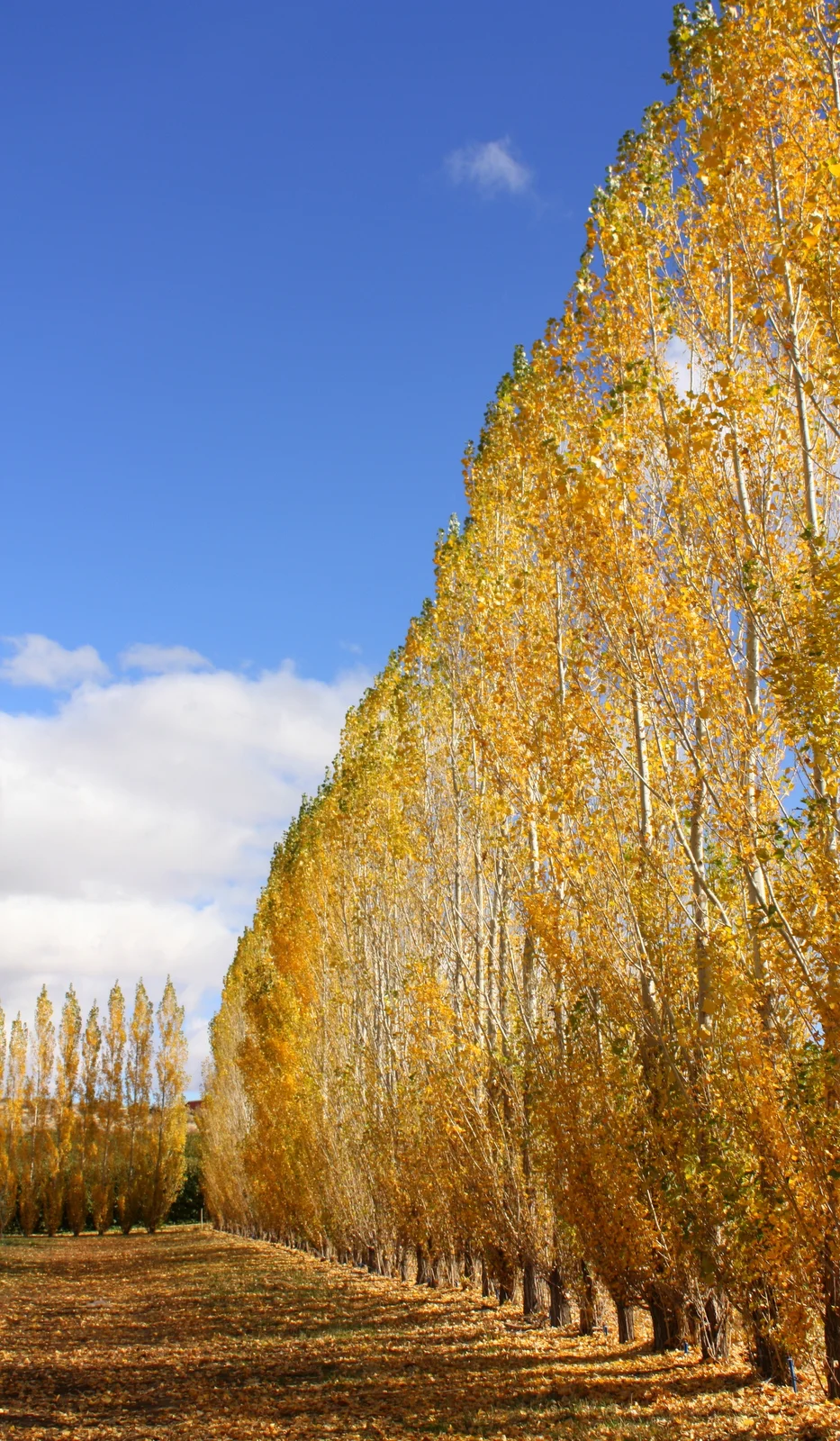  Windbreak surrounding the orchards 