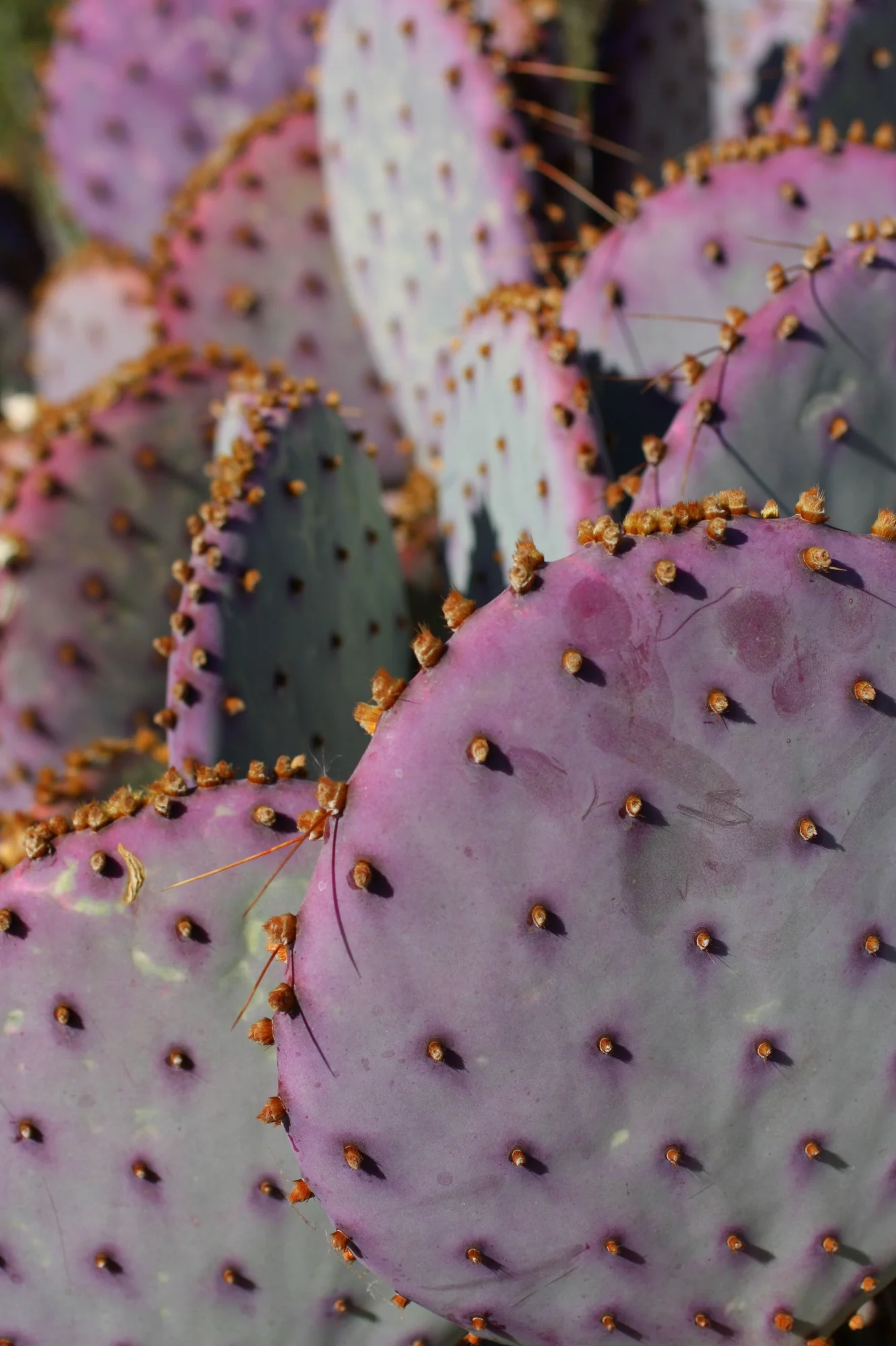 Desert Botanical Garden-001.JPG