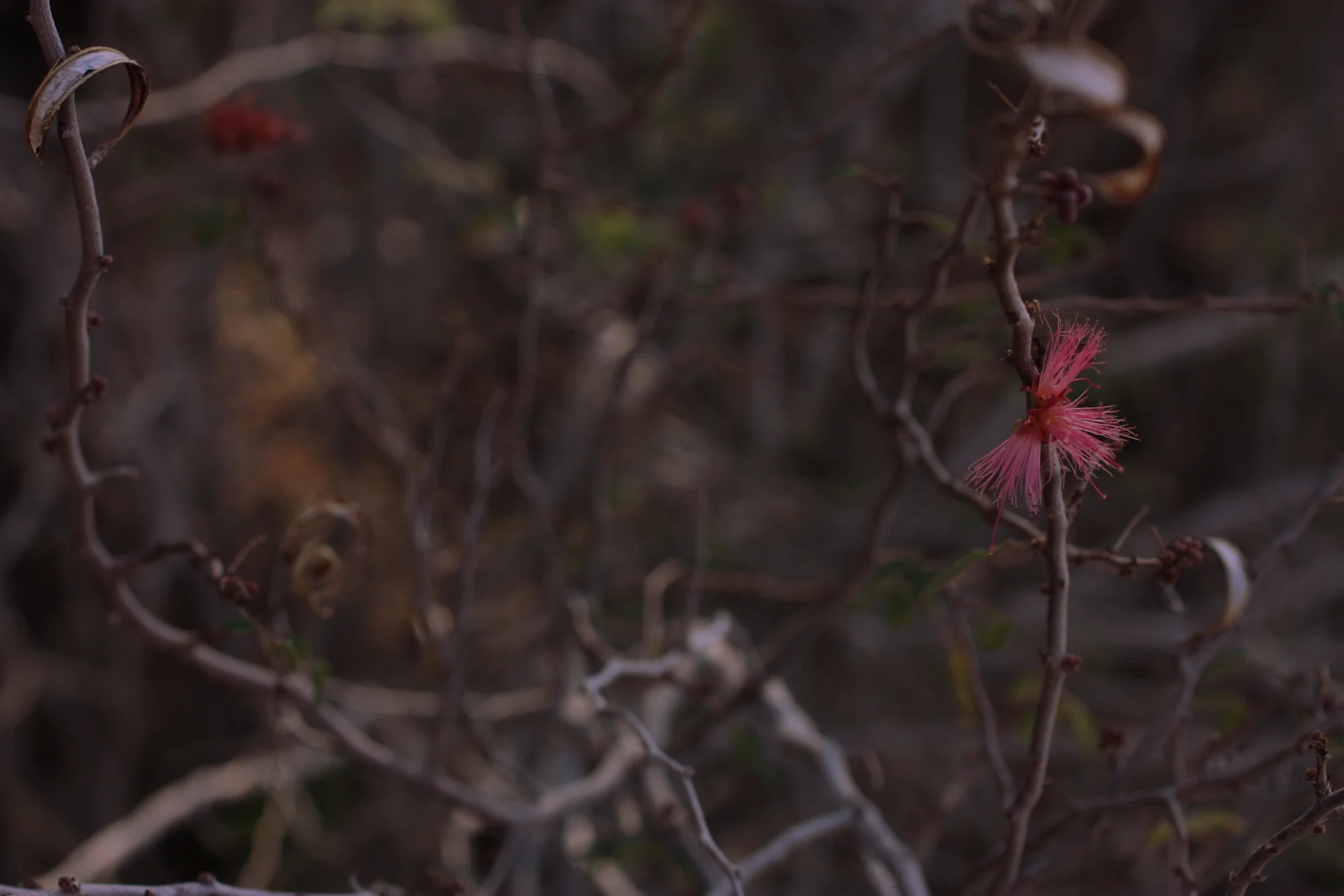 Desert Botanical Garden-002.JPG
