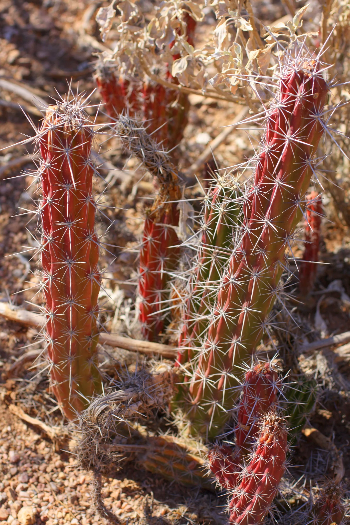 Desert Botanical Garden.JPG