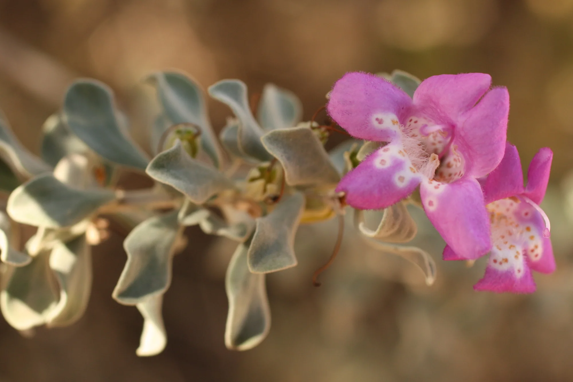 Desert Botanical Garden-003.JPG