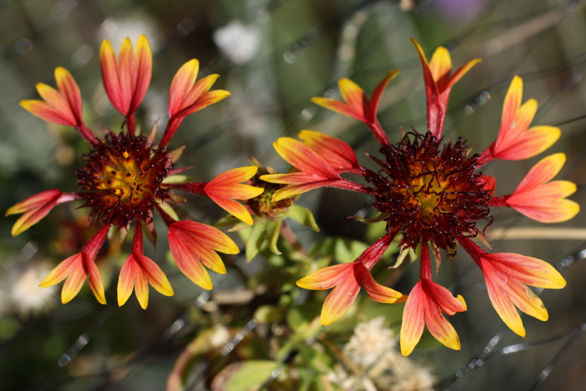 Desert Botanical Garden-004.JPG