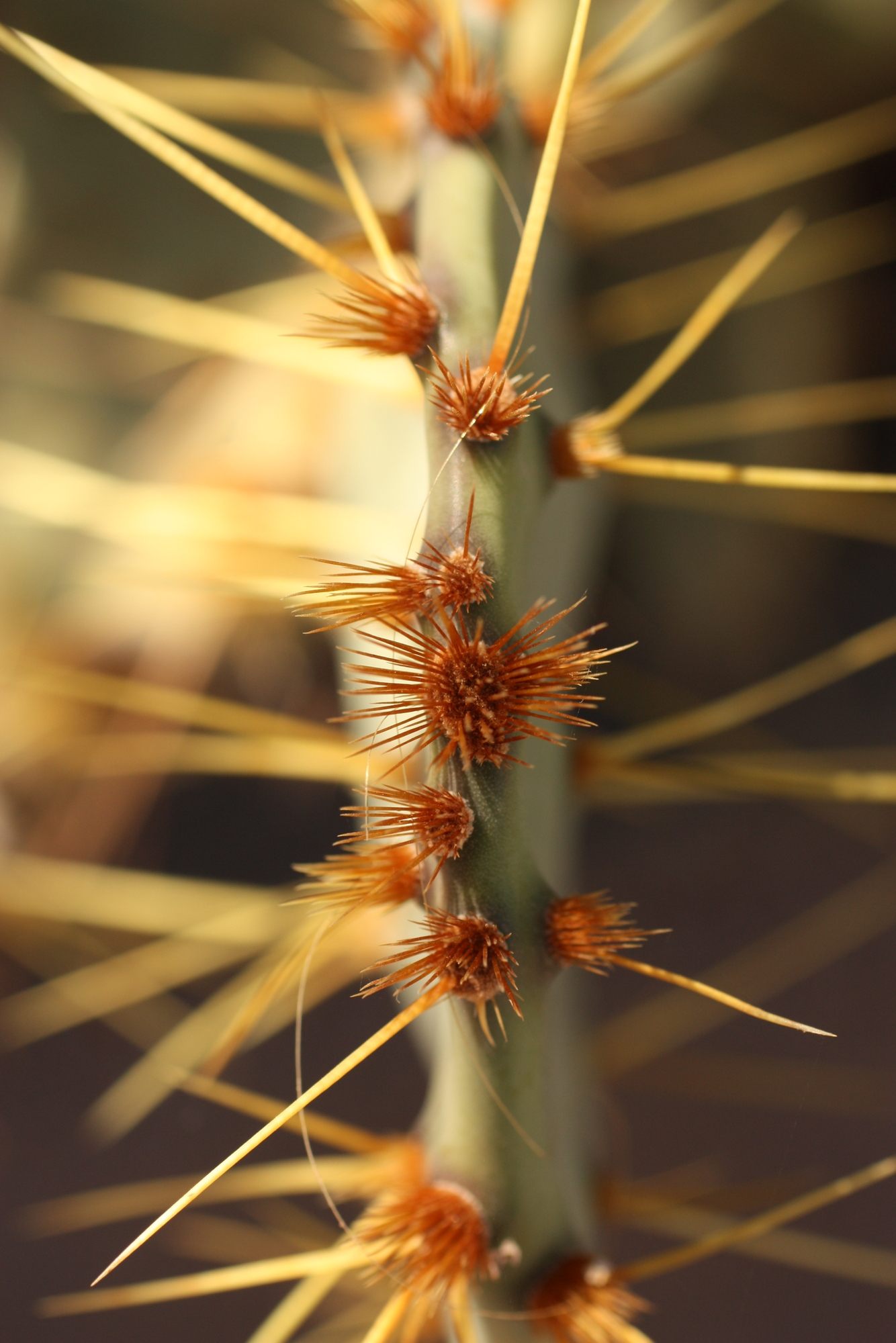 Desert Botanical Garden-005.JPG