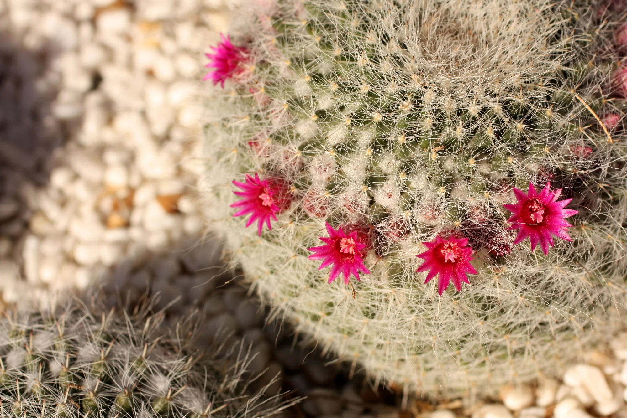 Desert Botanical Garden