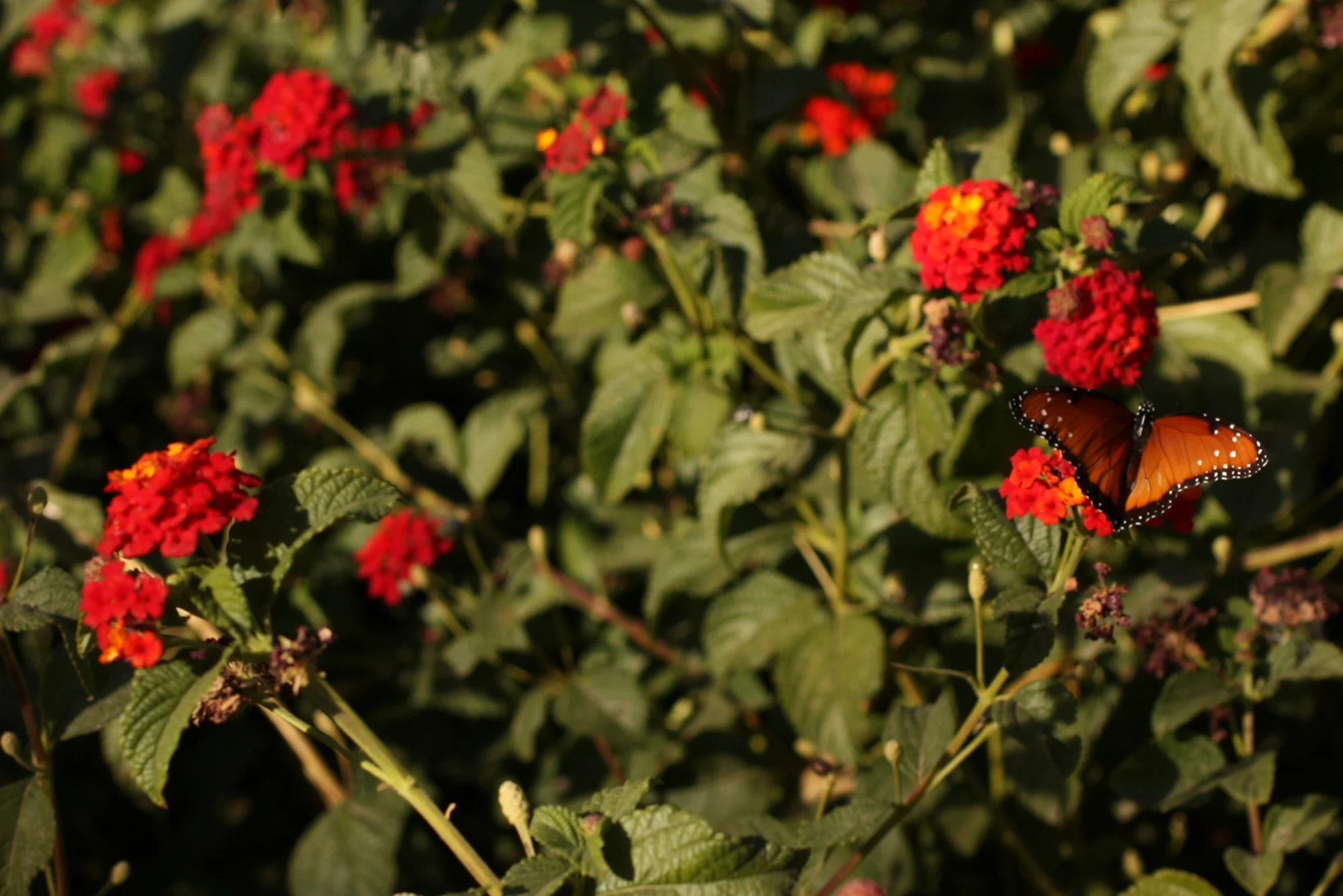 Desert Botanical Garden-007.JPG