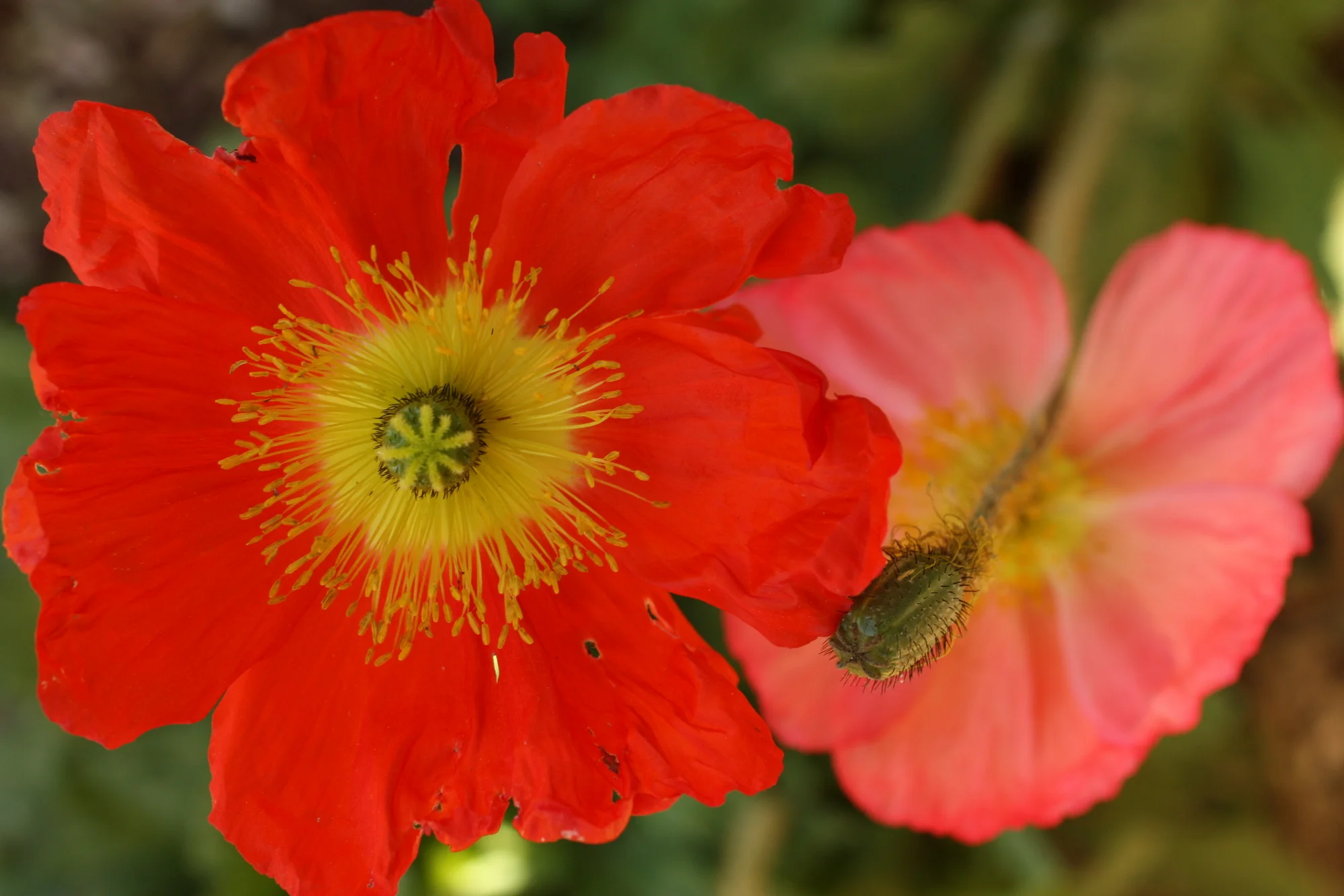 Desert Botanical Garden-008.JPG