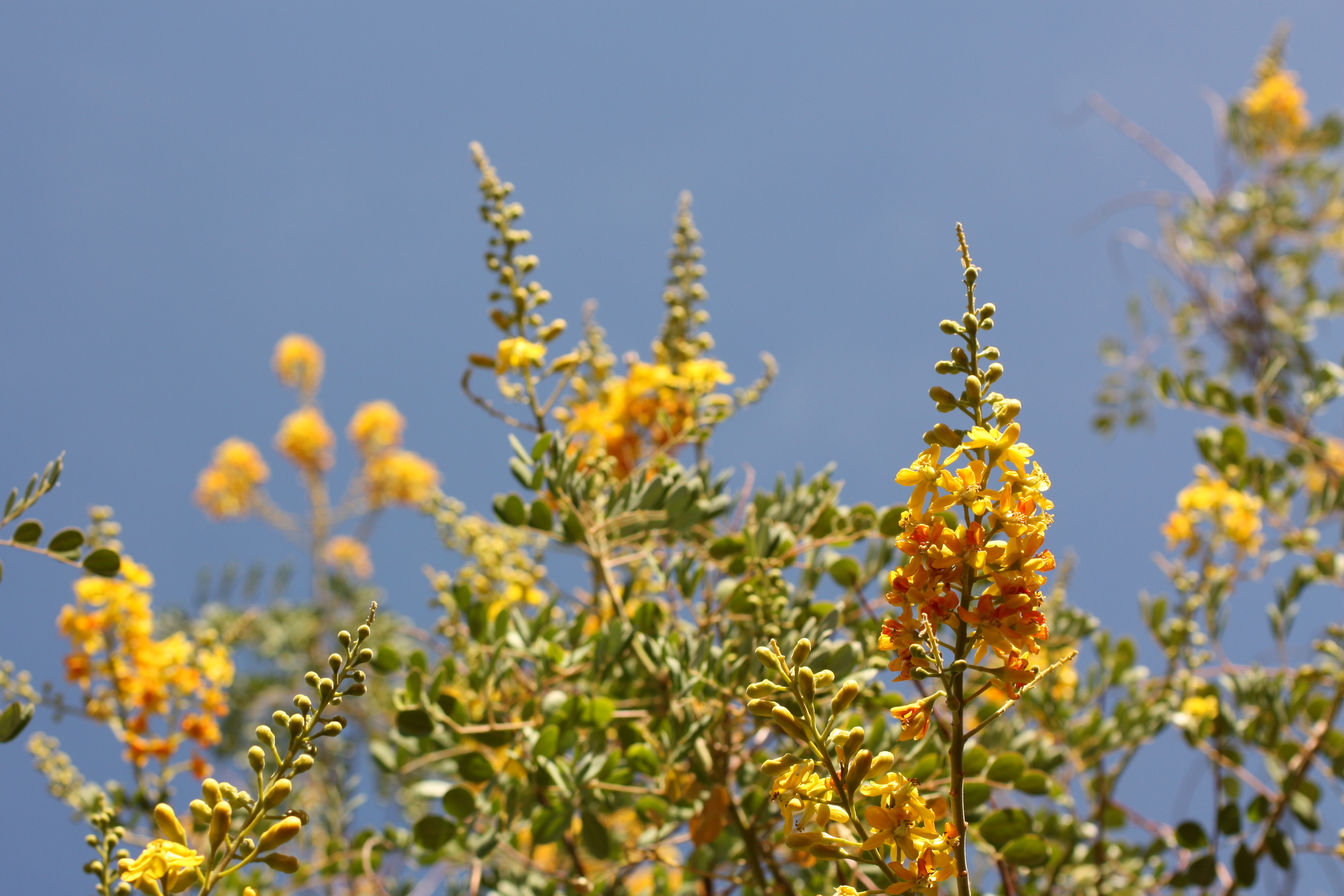 Desert Botanical Garden-010.JPG