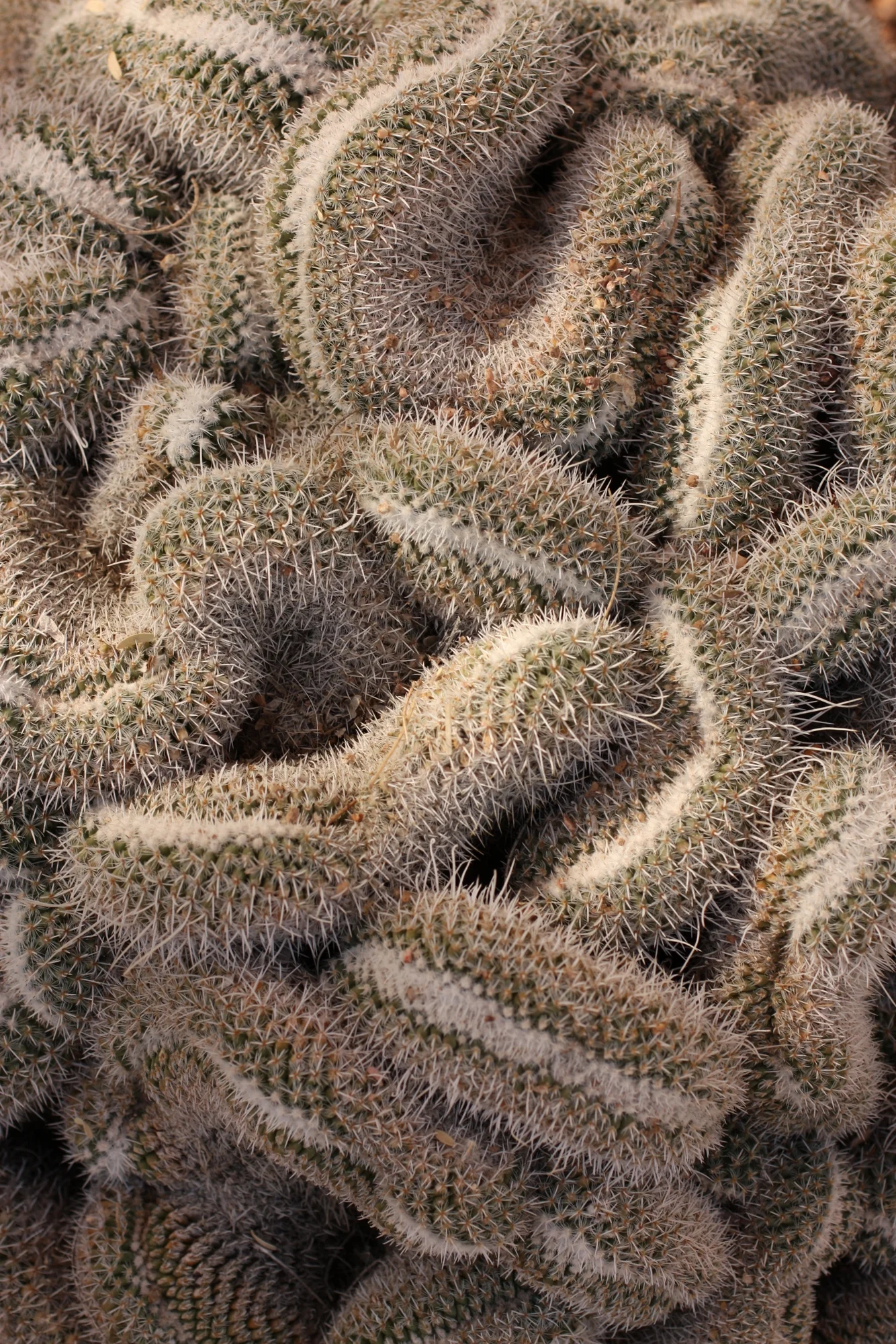 Desert Botanical Garden-009.JPG