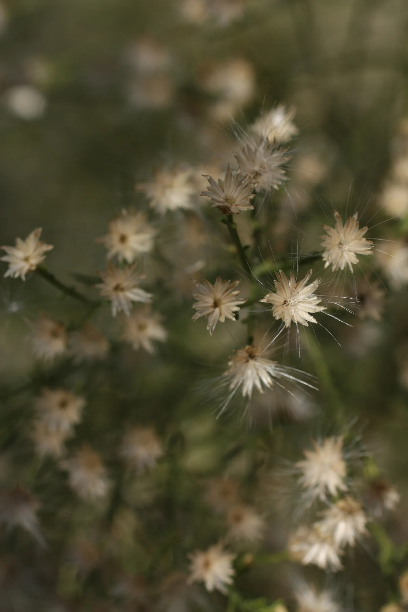 Desert Botanical Garden-012.JPG