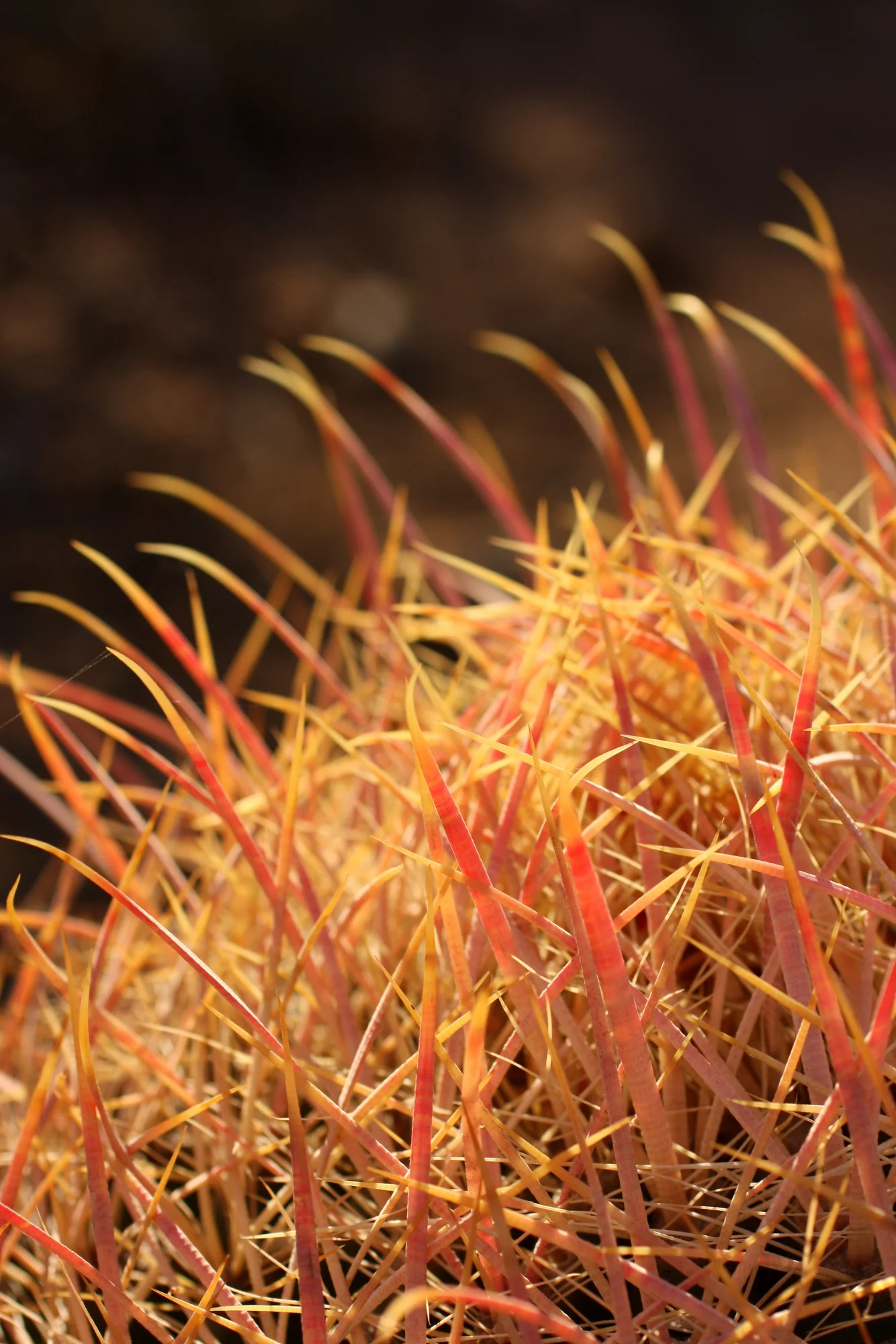 Desert Botanical Garden-013.JPG