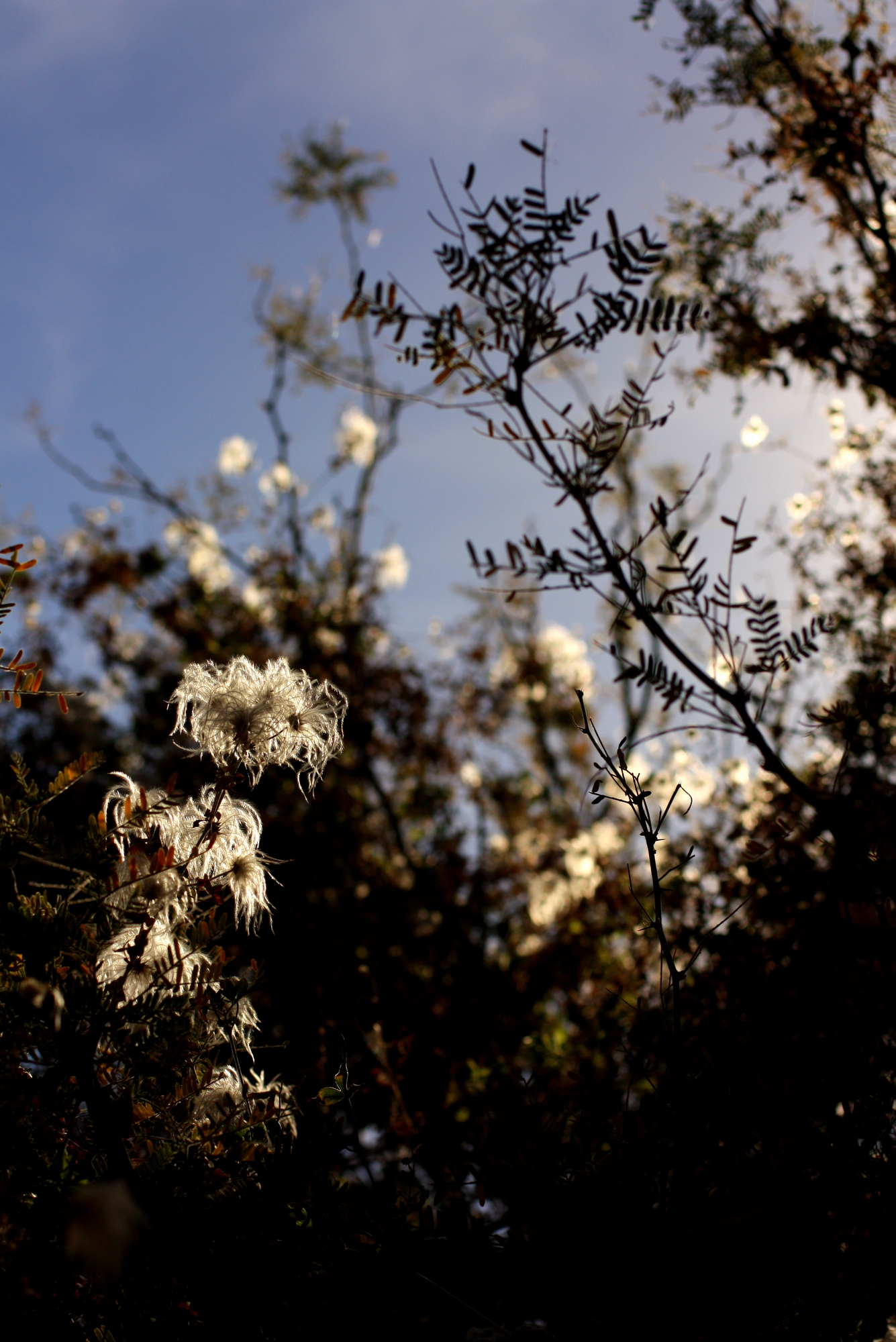 Desert Botanical Garden-014.JPG