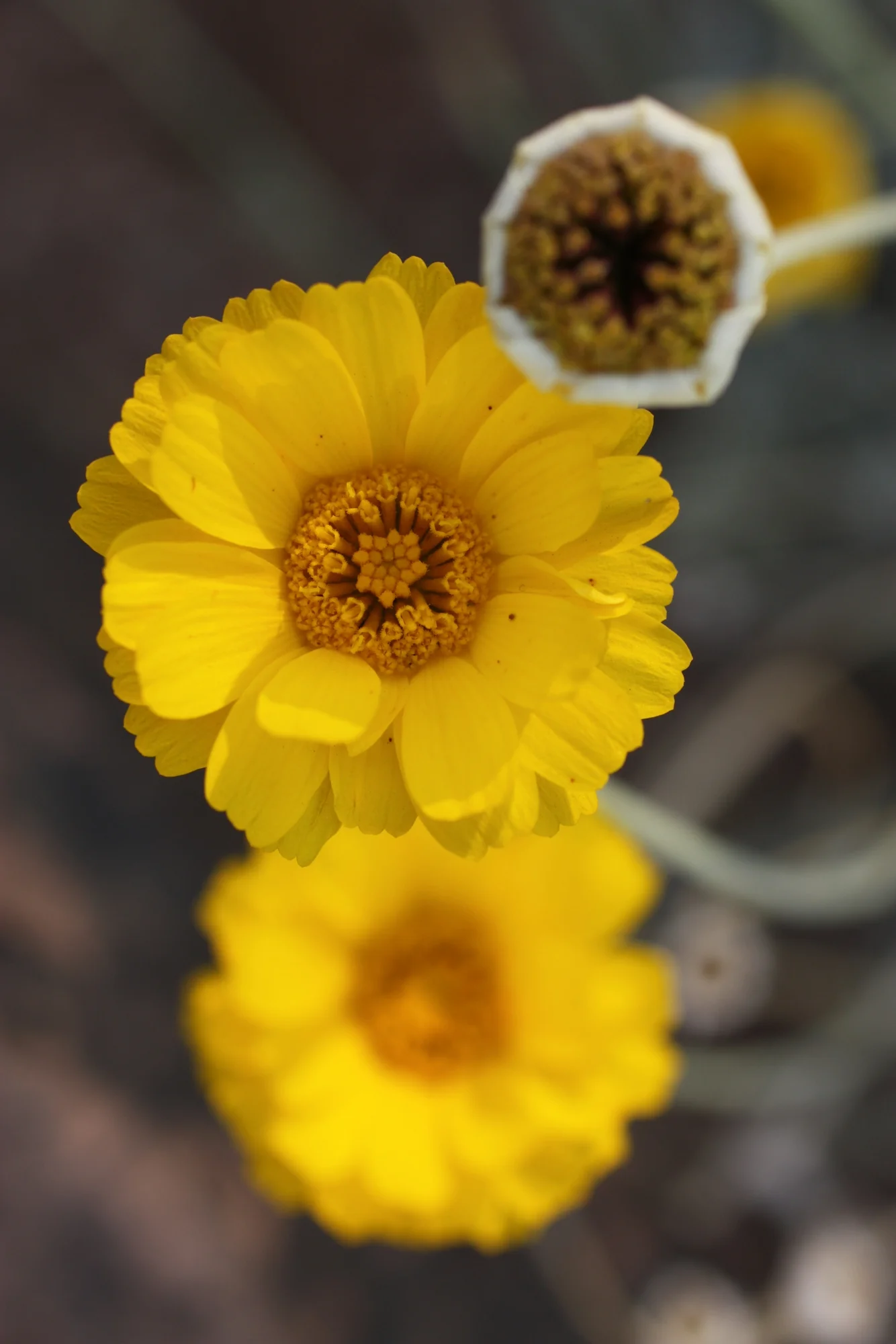 Desert Botanical Garden 2012