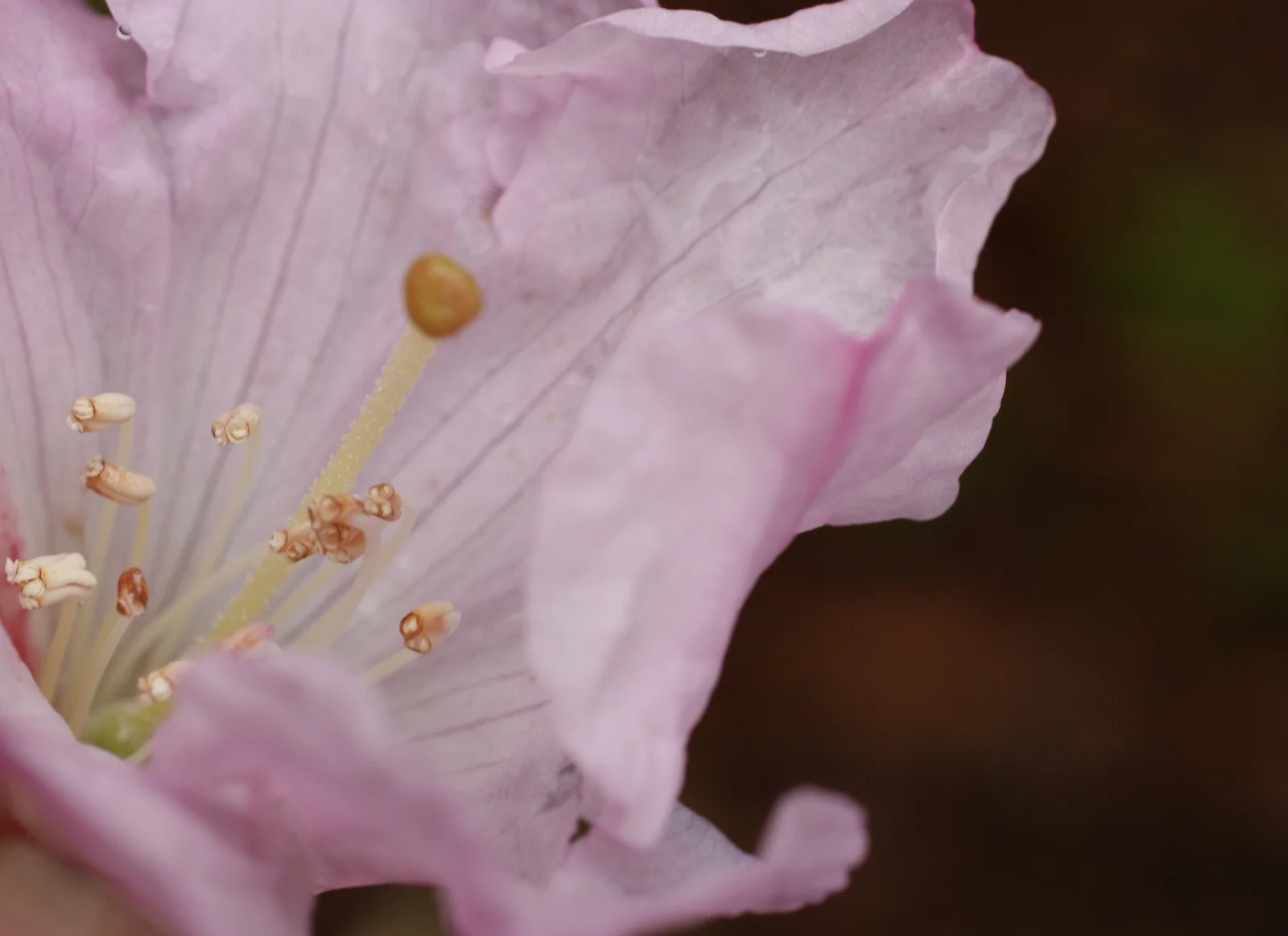  Ericaceae poricidal anthers (a pore to disperse pollen - like little salt shakers) 