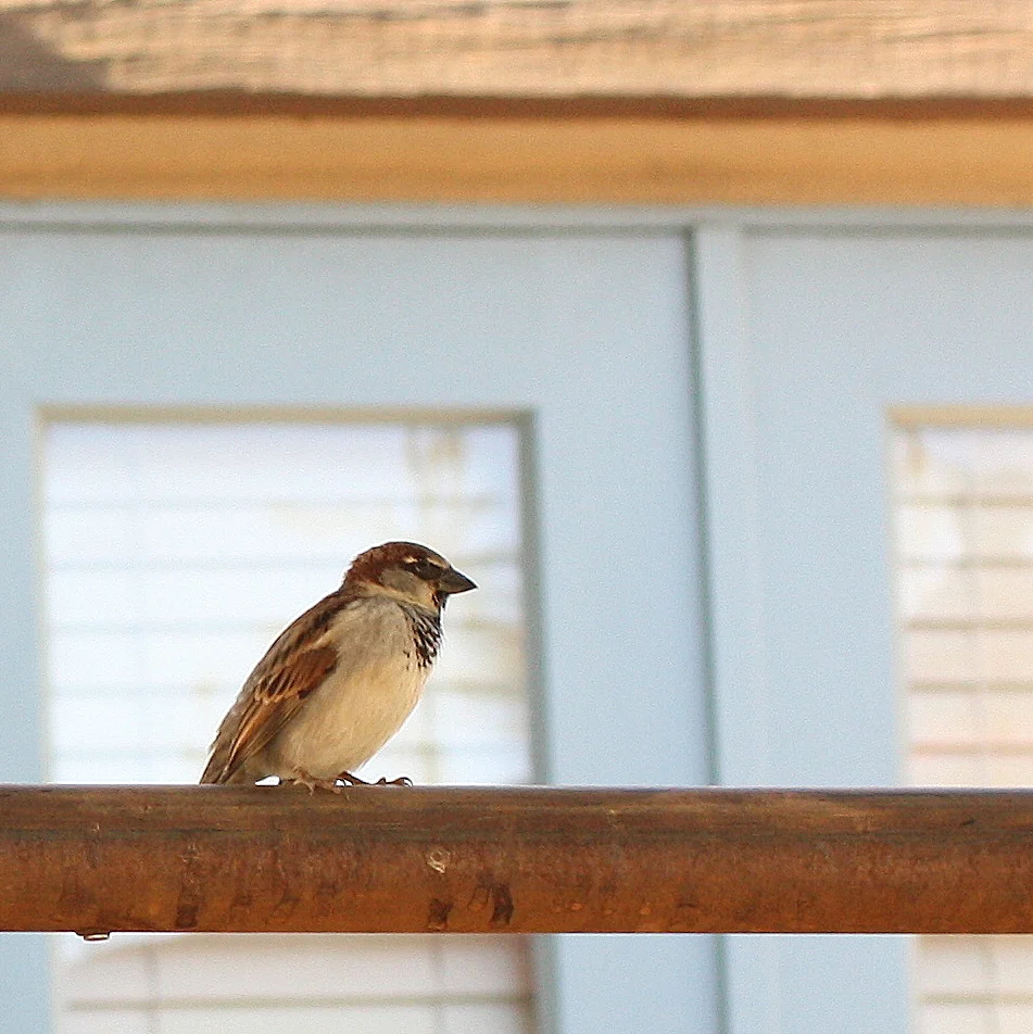 House Sparrow, facing right. 