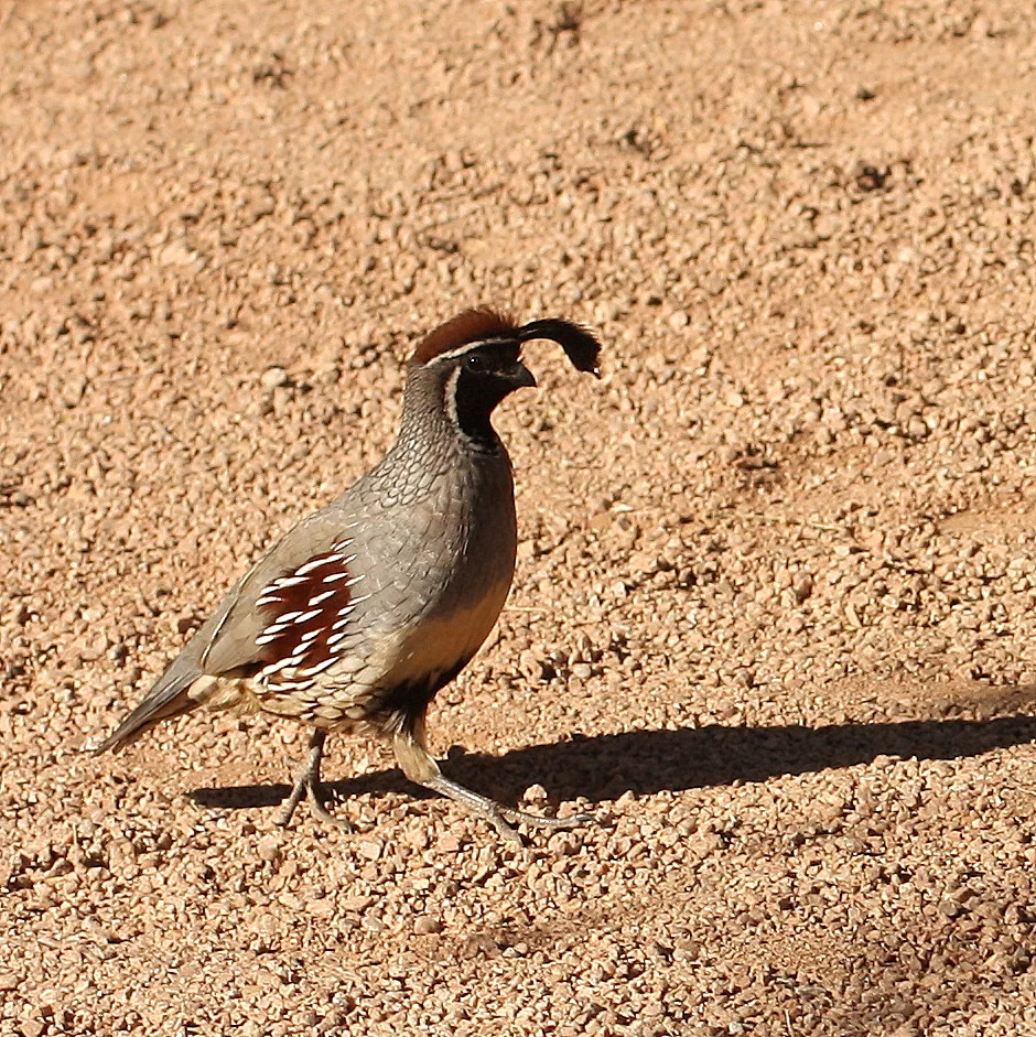  Gambel's Quail 