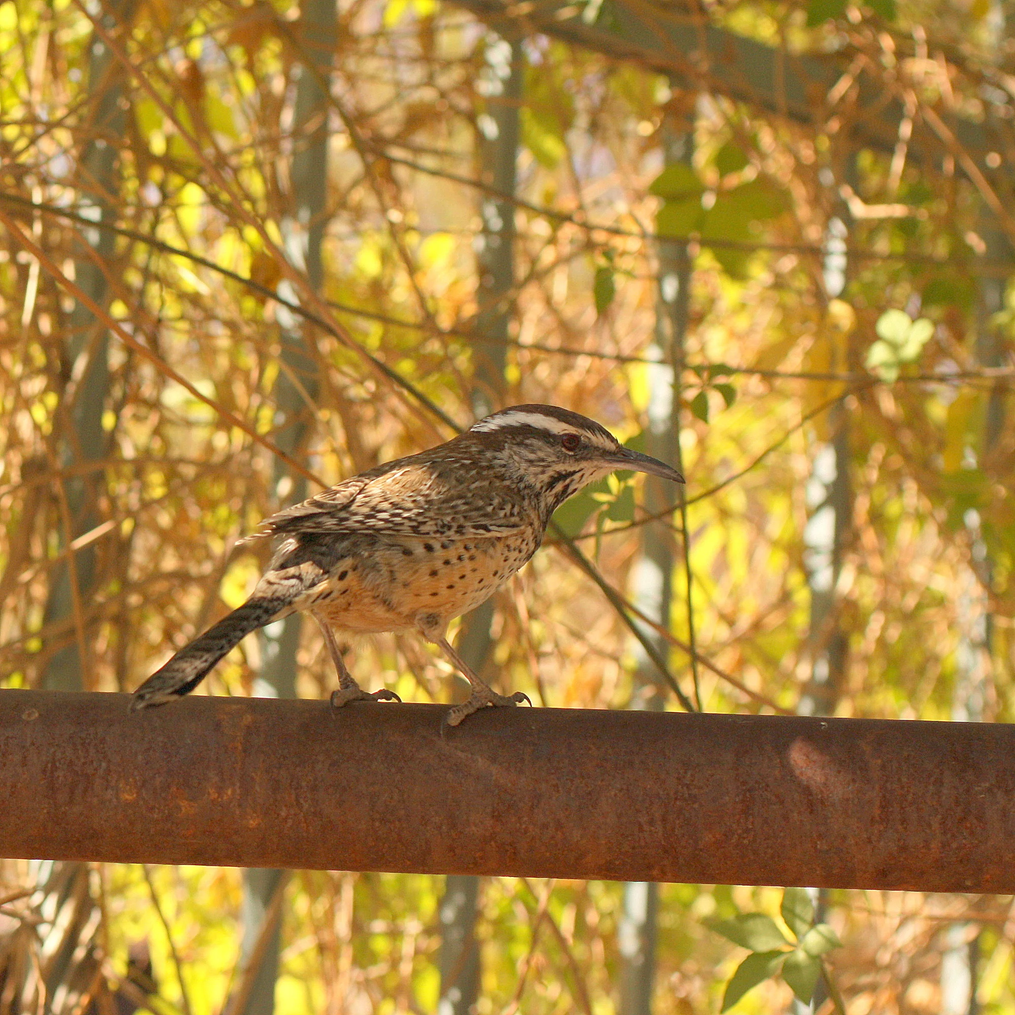  Cactus Wren, facing right 
