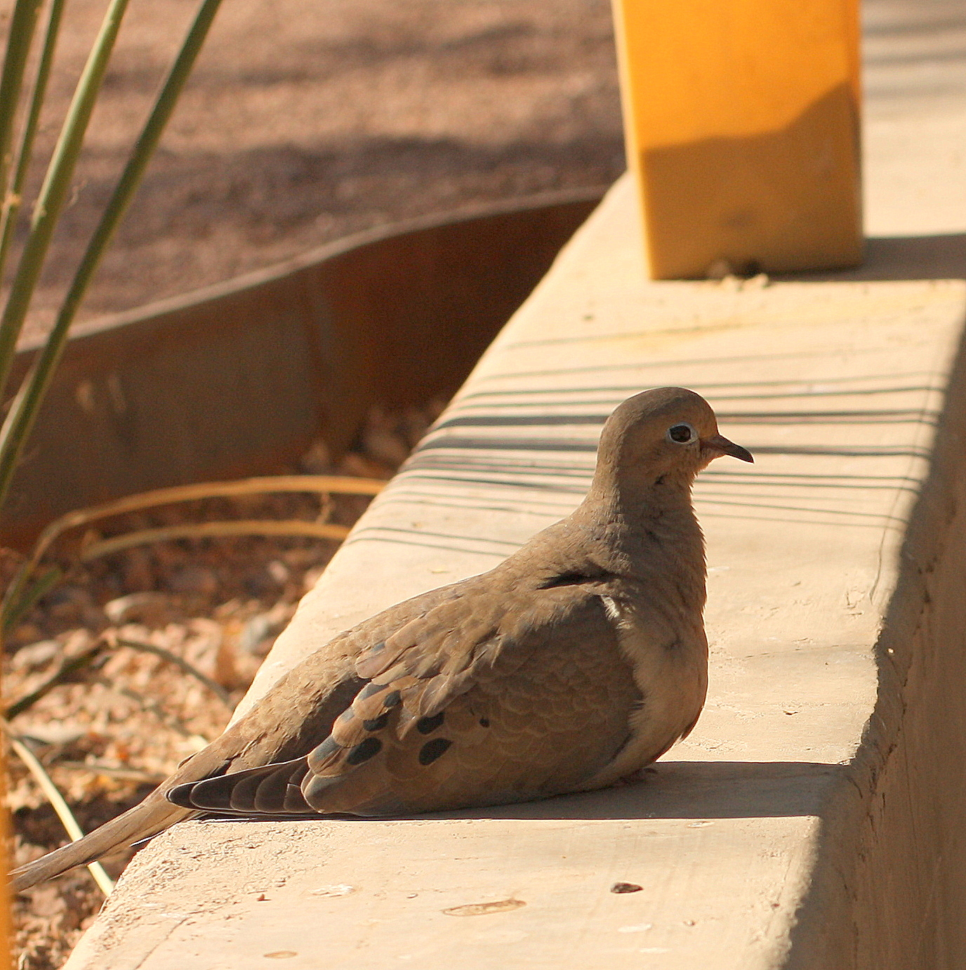  Mourning Dove 