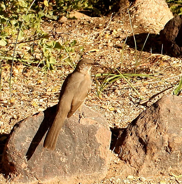  Curve-Billed Trasher  For more Arizona slideshows, click&nbsp; here .  For more fauna slideshows, click  here .  For other slideshows in other categories, click  here . 
