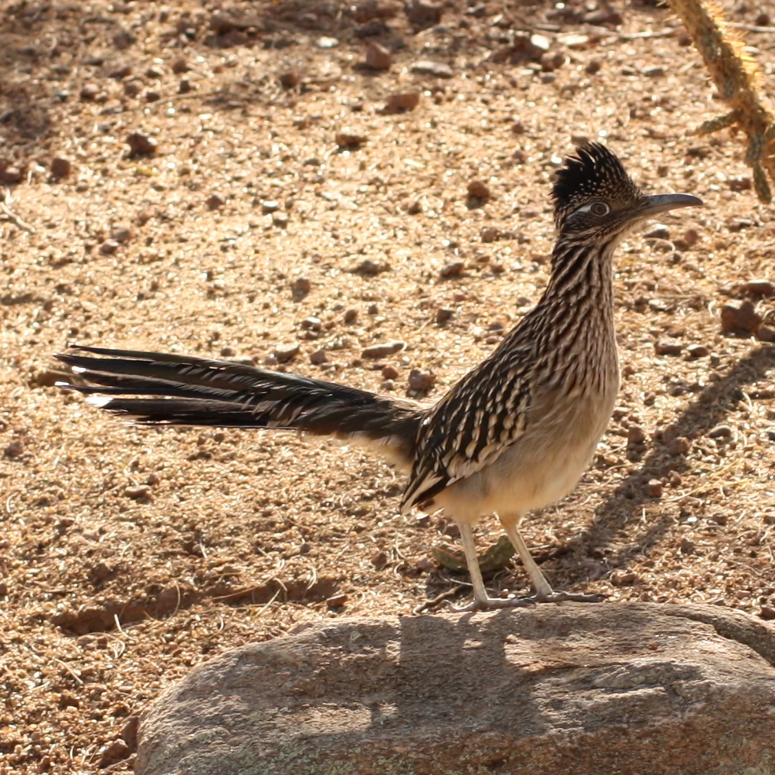Arizona Birds (Facing Right)