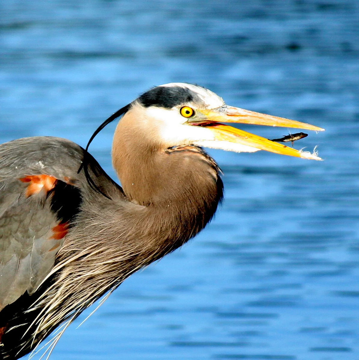 Union Bay Natural Area Critters
