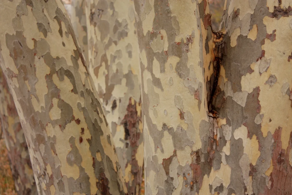   The bark of the sycamore is beautiful, too.  