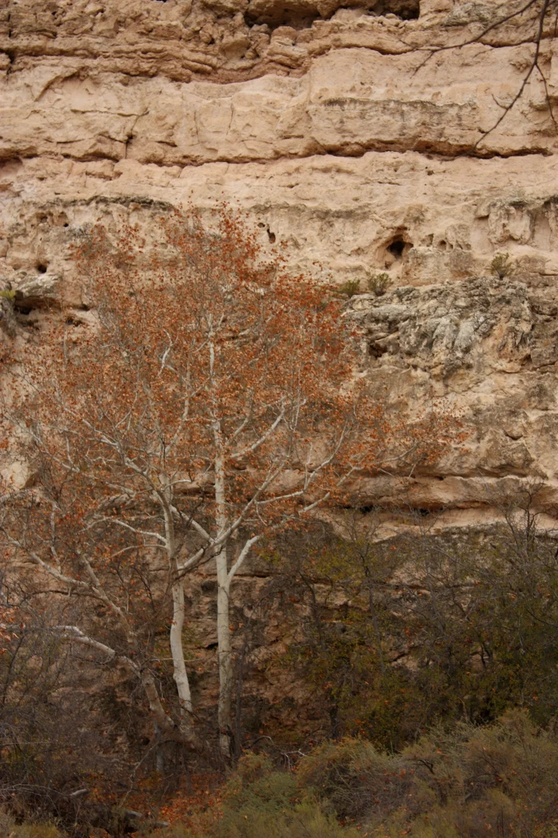   The castle was surrounded by beautiful Arizona sycamores (Platanus wrightii); their deep rose-orange foliage complementing the lighter rose-orange of the canyon walls. The wood of the sycamore is very sturdy and some beams made from the wood still 