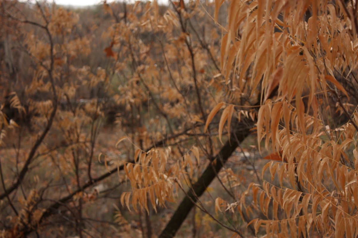  Western Soapberry (Sapindus drummondii). The berries are poisonous, but were used as a detergent by native peoples and in Mexico to this day. They are also used for fishing - the berries stun fish so they can be caught. I find this plant very 80's l