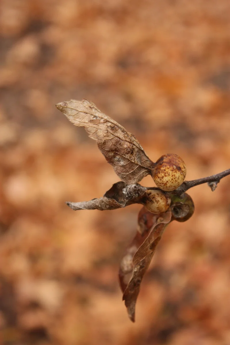   Net-leaf Hackberry plant (Celtis reticulata). The berries from this plant were "relished" by native people, who pounded the berries into a pulp and mixed them with fat or parched corn. This isn't the berry, though, but an insect gall. (  en.wikiped