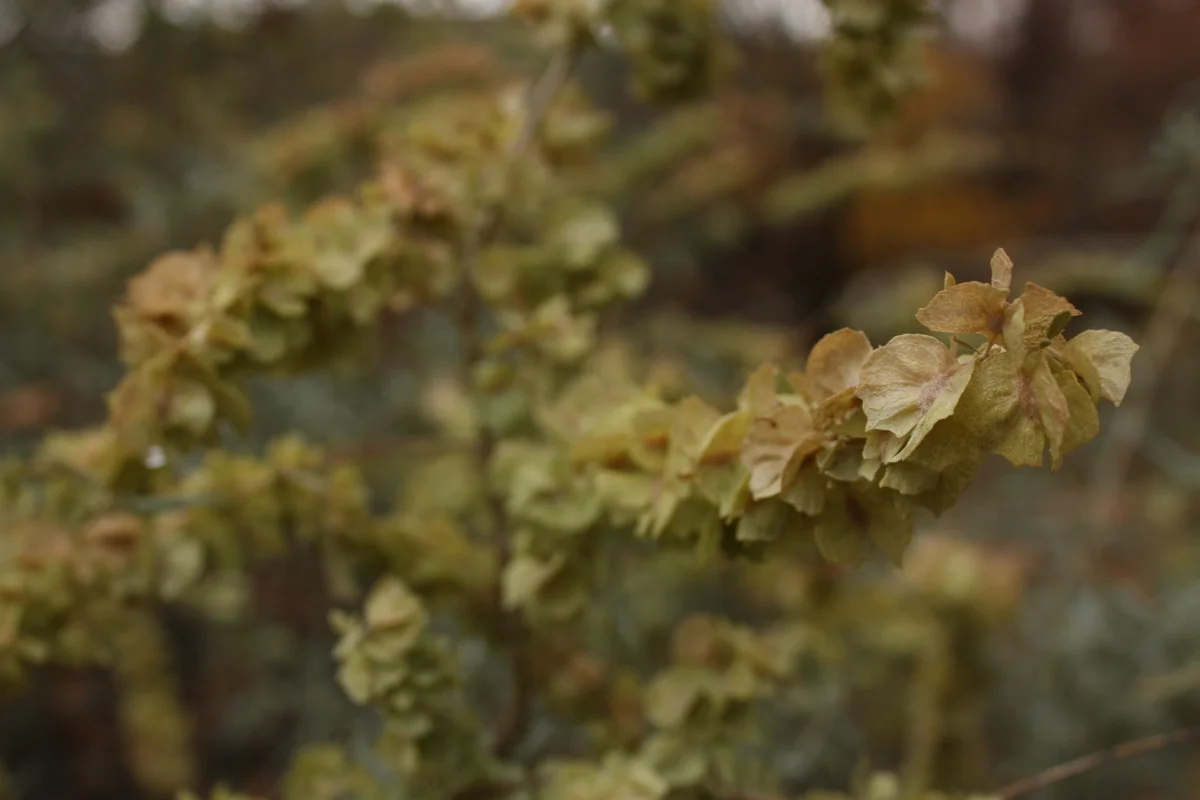   Saltbush (Atriplex canescens). I'd recently seen a display on piki bread at Phoenix's Heard Museum. This bread was made with culinary ash, and I read in one of the interpretive displays at the castle that this plant was used for said culinary ash. 