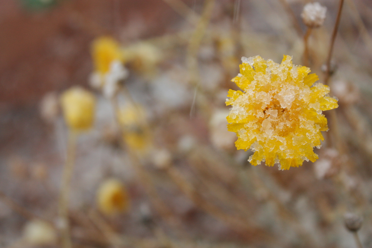   Those dark clouds I'd ignored had been raining on me at Montezuma's Castle, but as I drove onward to Sedona, it turned to snow. Oops.  