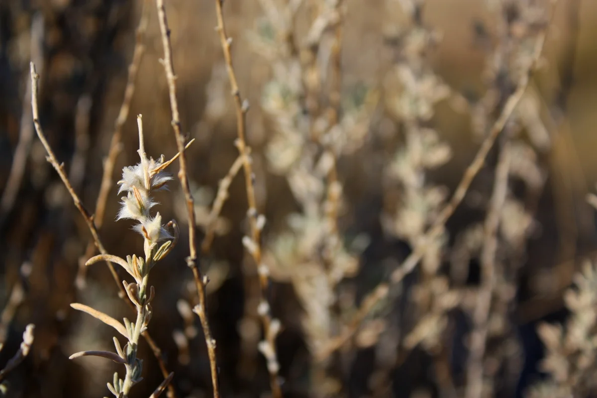   Winterfat (Eurotia lanata). Sheep can be fattened on this in winter, hence the name. The powdered roots can be used as a poultice. Leaves were parboiled to heal ulcers. It was also used to heal ulcers and on hot rocks in sweatlodges for aroma.  