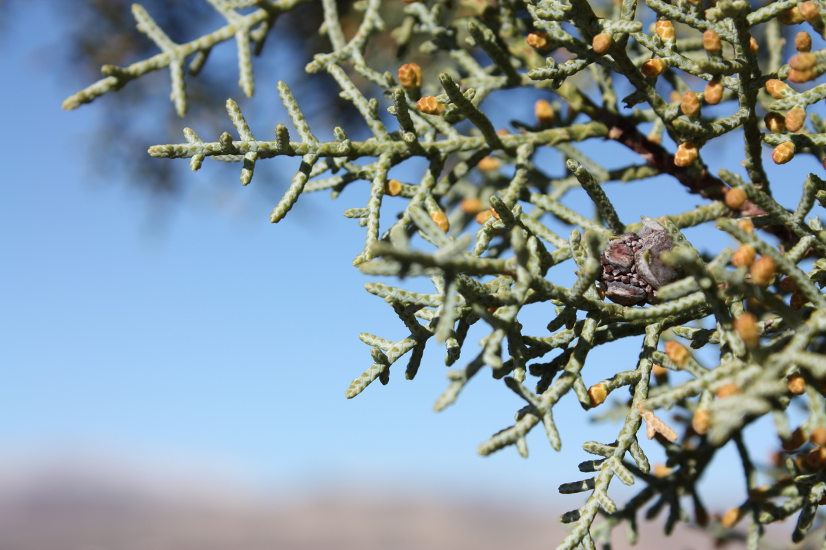   Arizona cypress (Cupressus arizonica)  