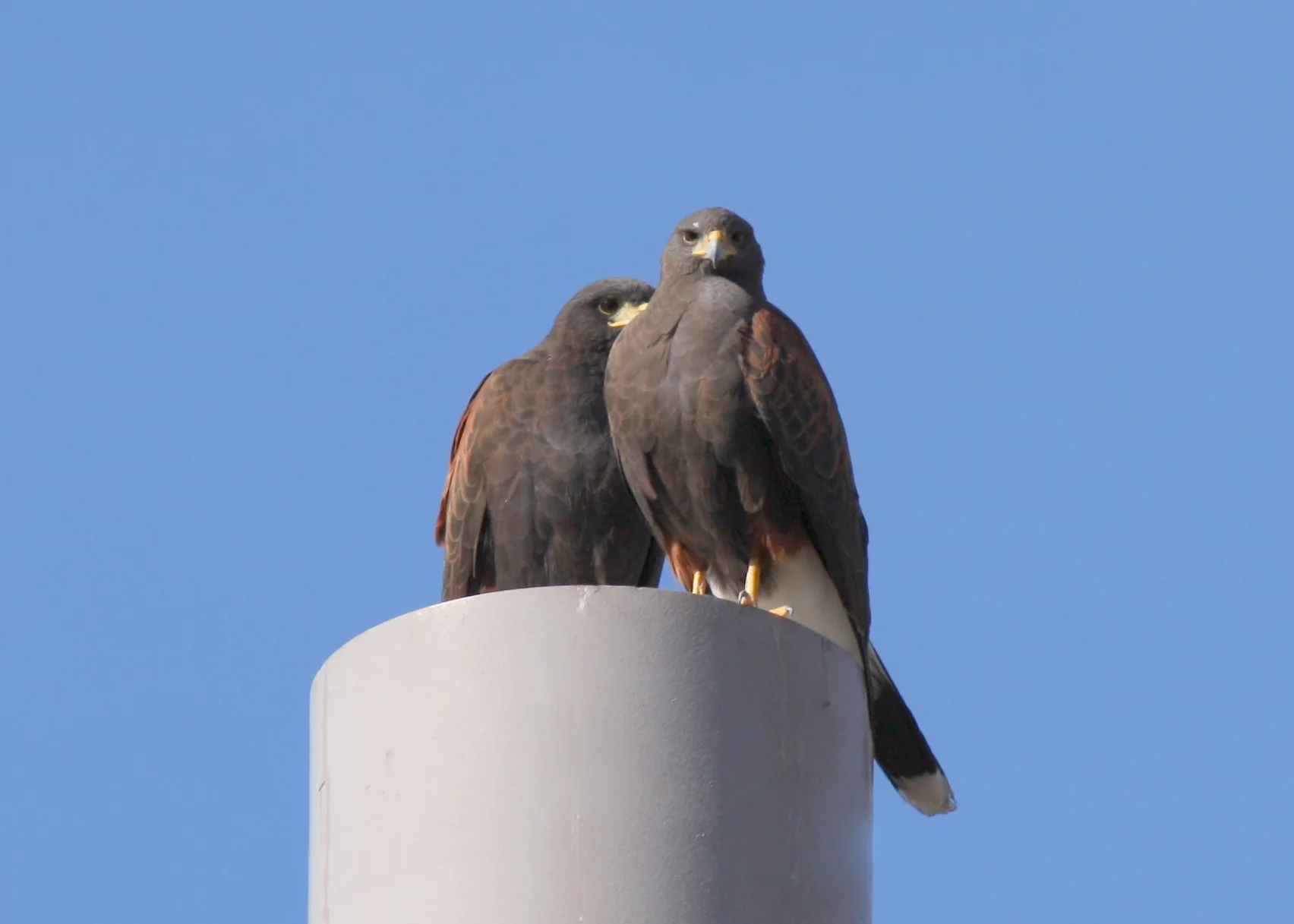 Harris's Hawk?/Paradise Valley, AZ