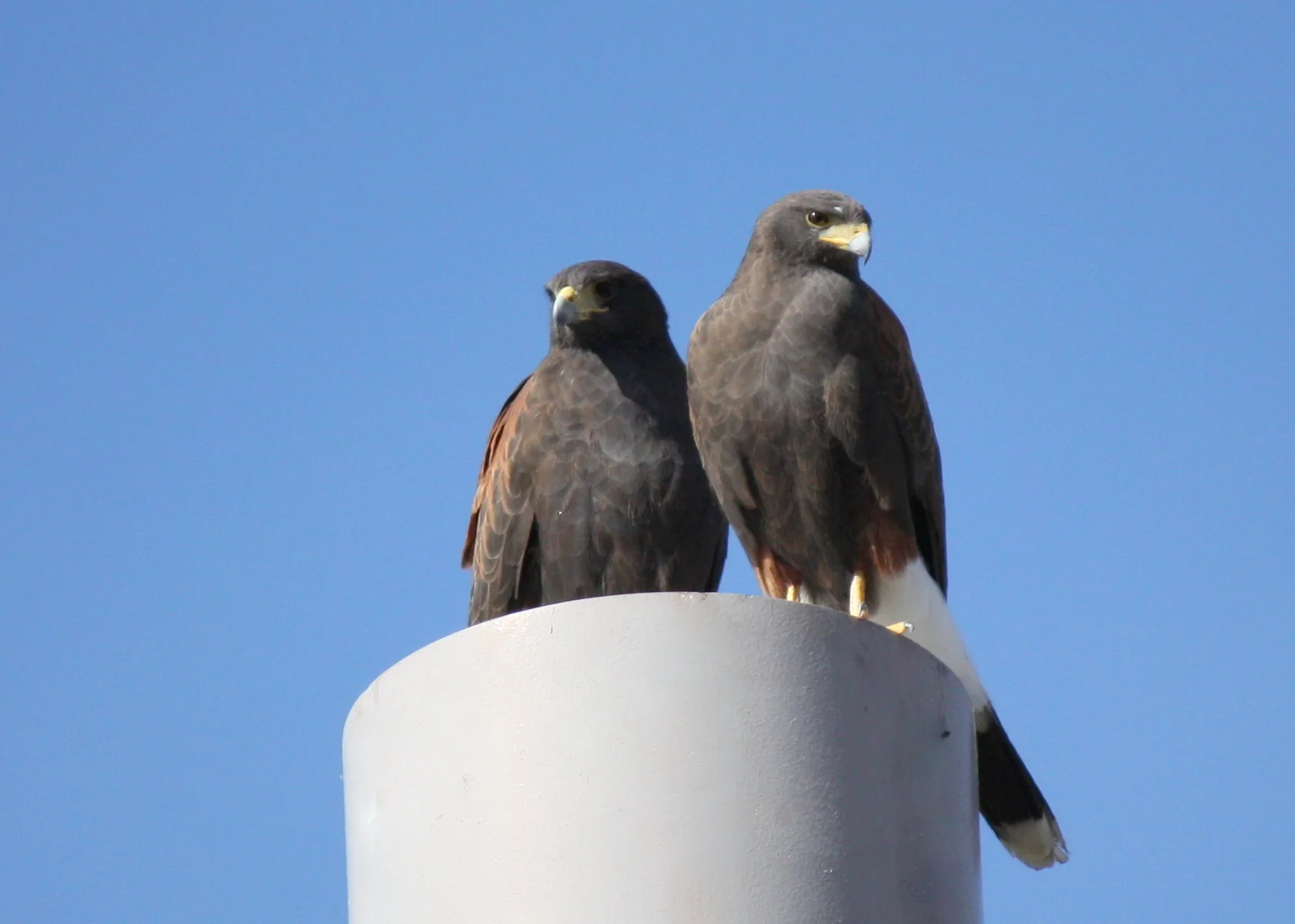 Harris's Hawk?/Paradise Valley, AZ