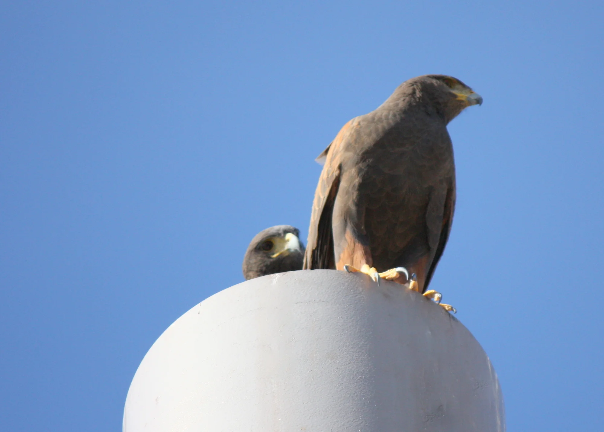 Harris's Hawk?/Paradise Valley, AZ