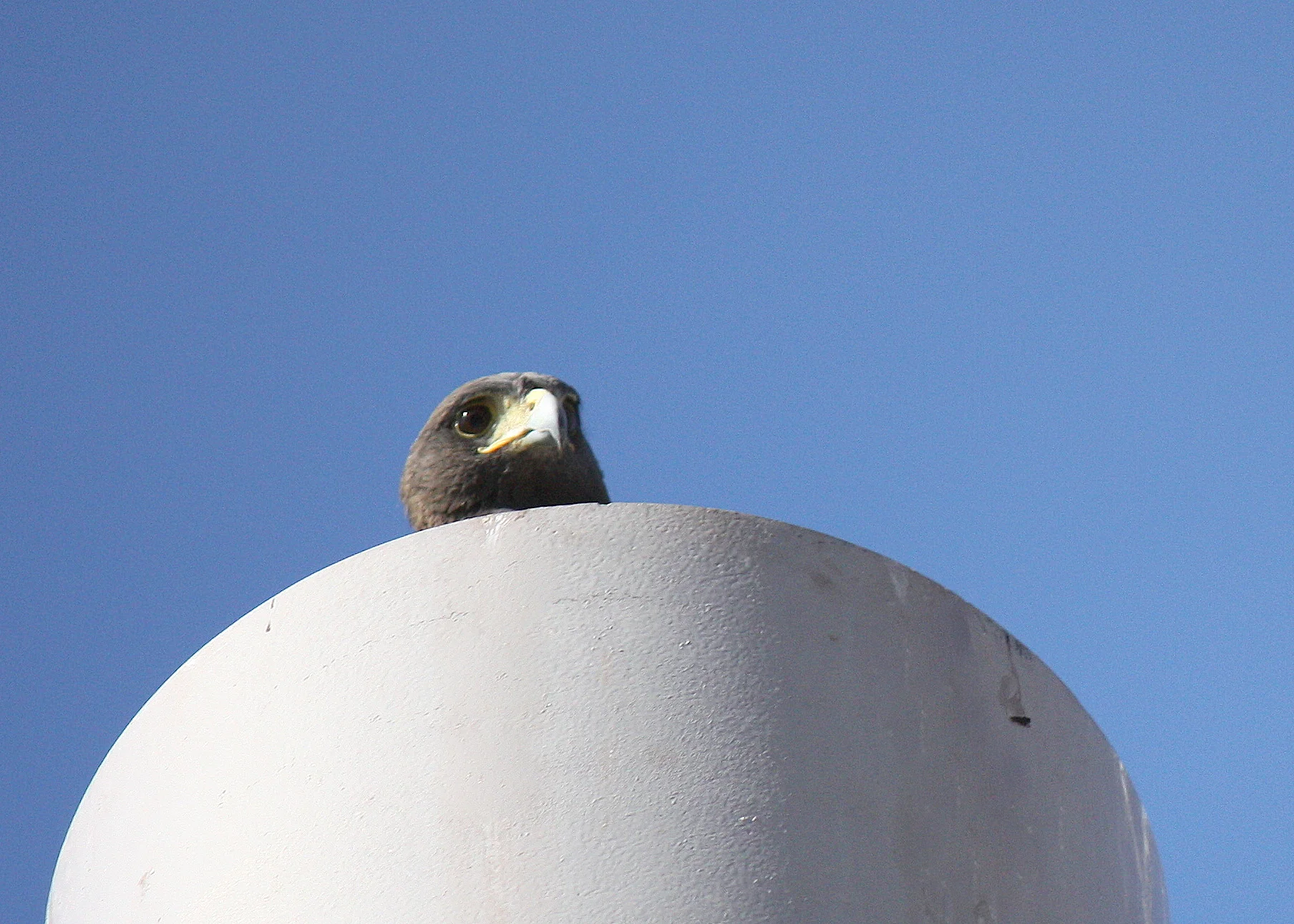 Harris's Hawk?/Paradise Valley, AZ