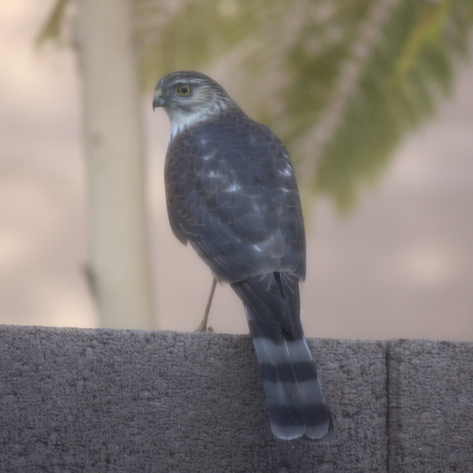 Sharp-Shinned?/Scottsdale, AZ