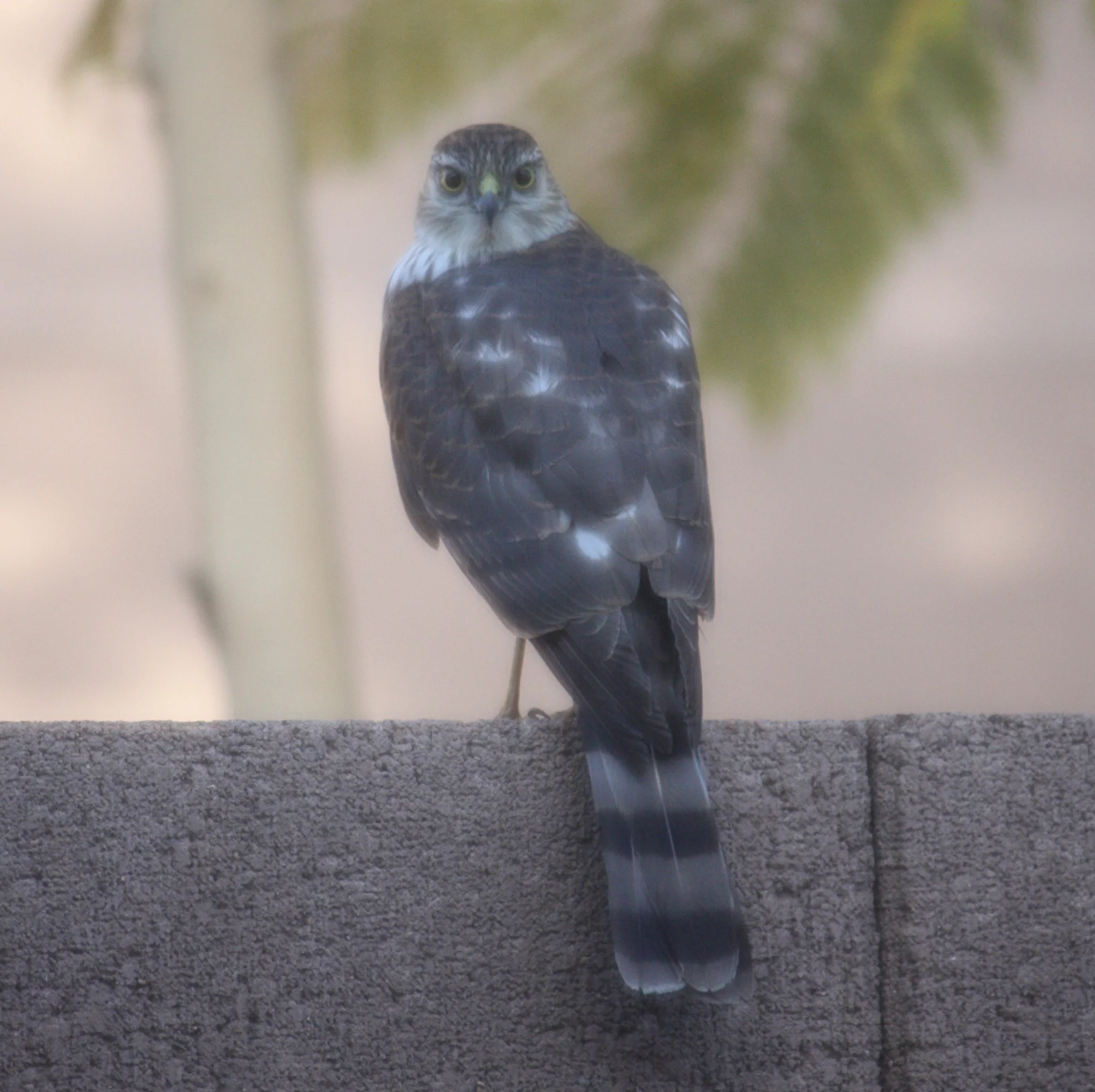 Sharp-Shinned?/Scottsdale, AZ
