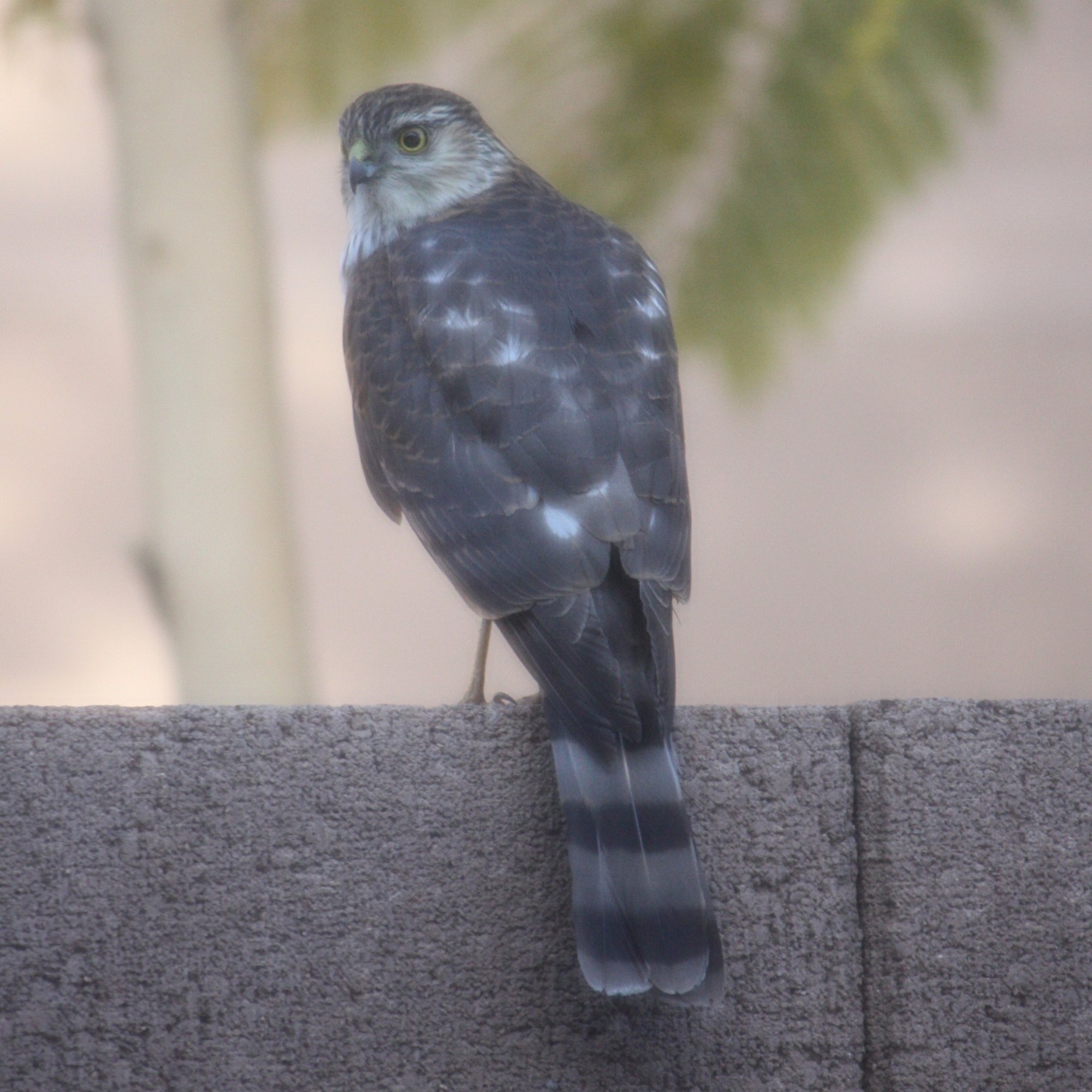 Sharp-Shinned?/Scottsdale, AZ