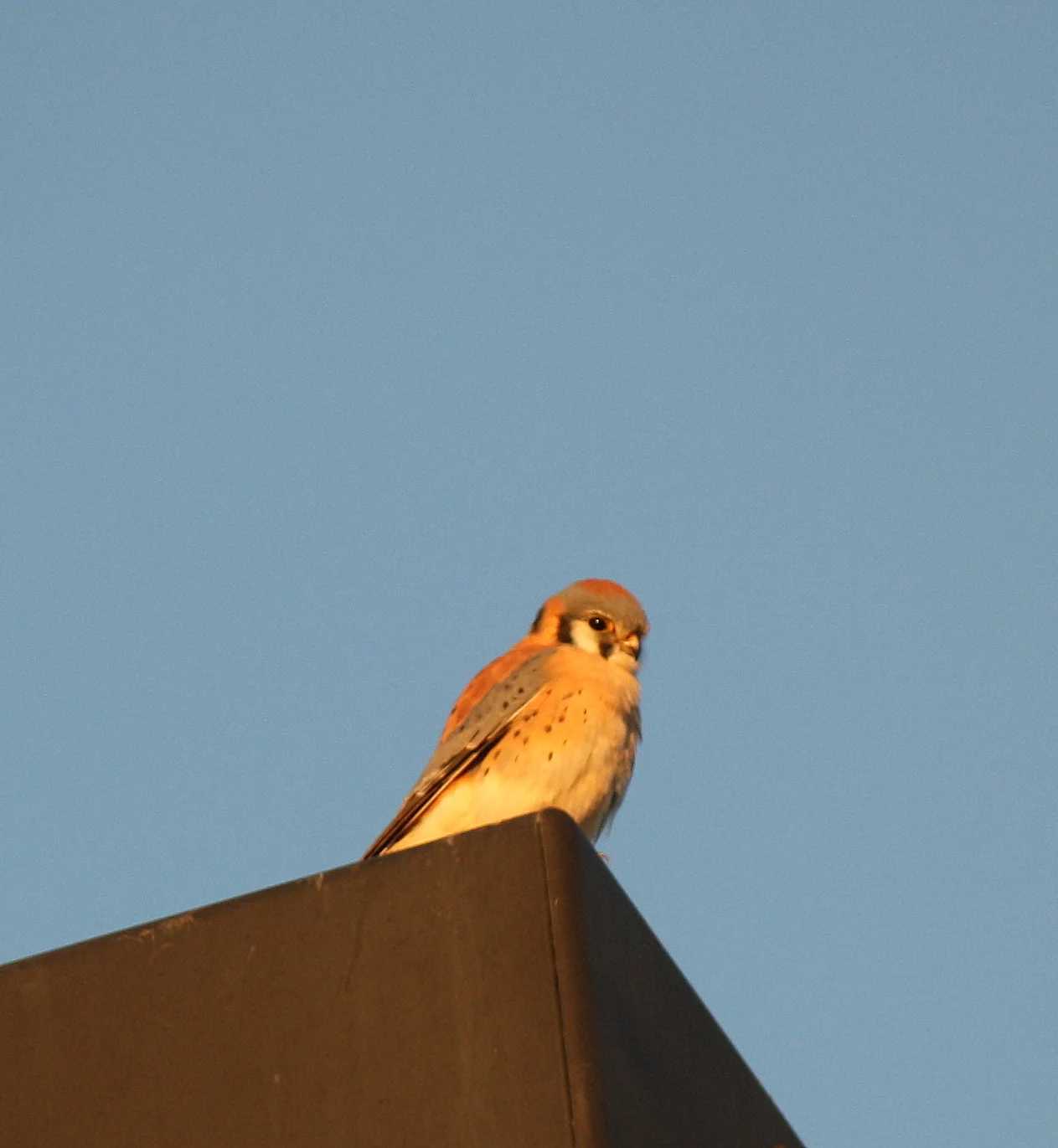 WestWorld Trail 2014