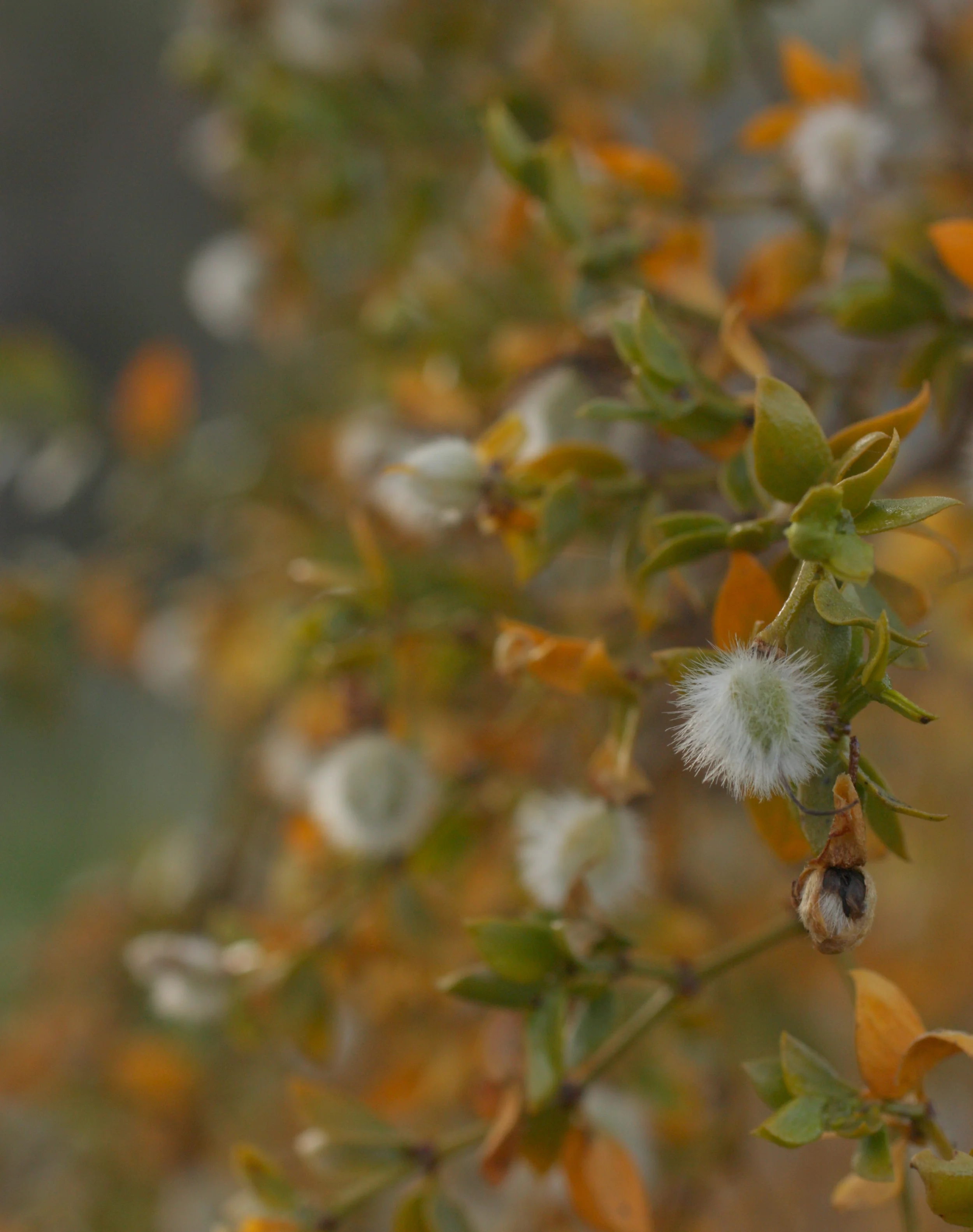 WestWorld Trail 2014