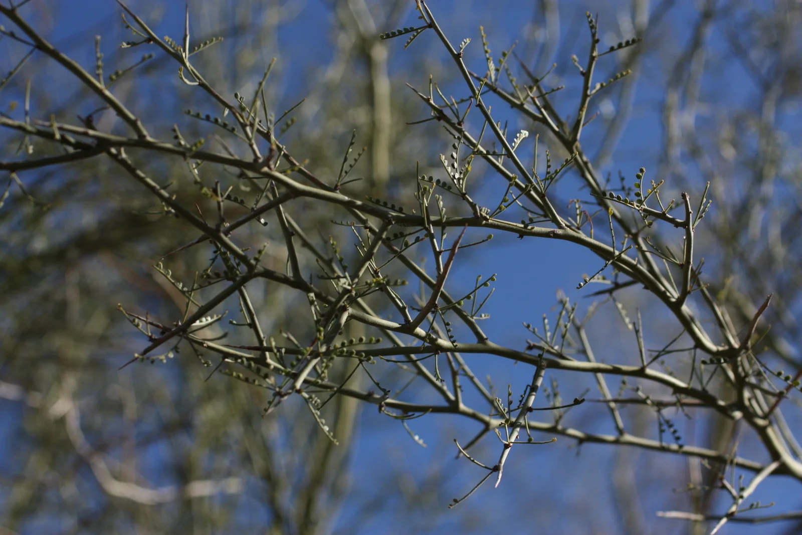  The little leaves of the little leaf palo verde. 