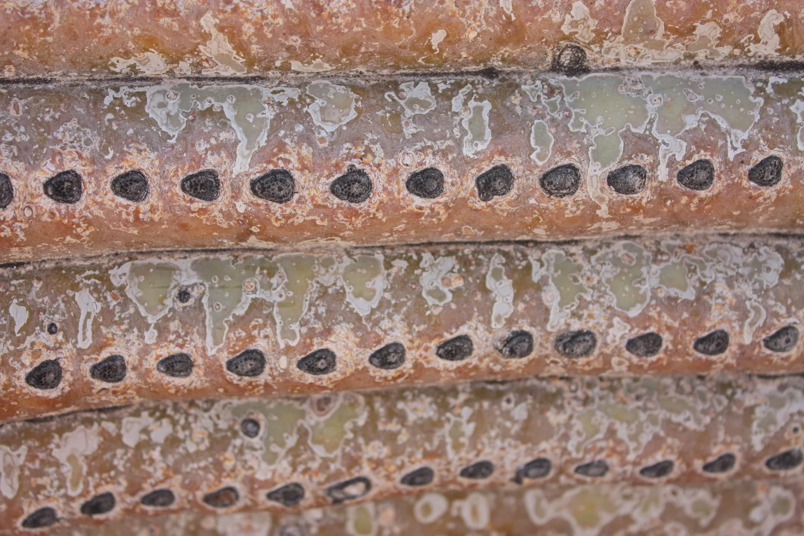  Mottled skin of a toppled and rotting saguaro. 