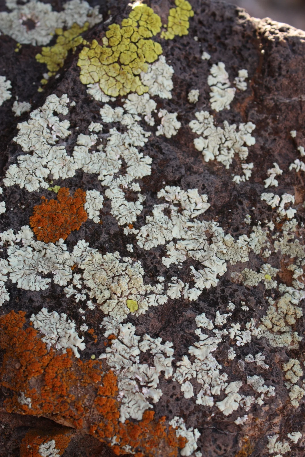  Lichen 