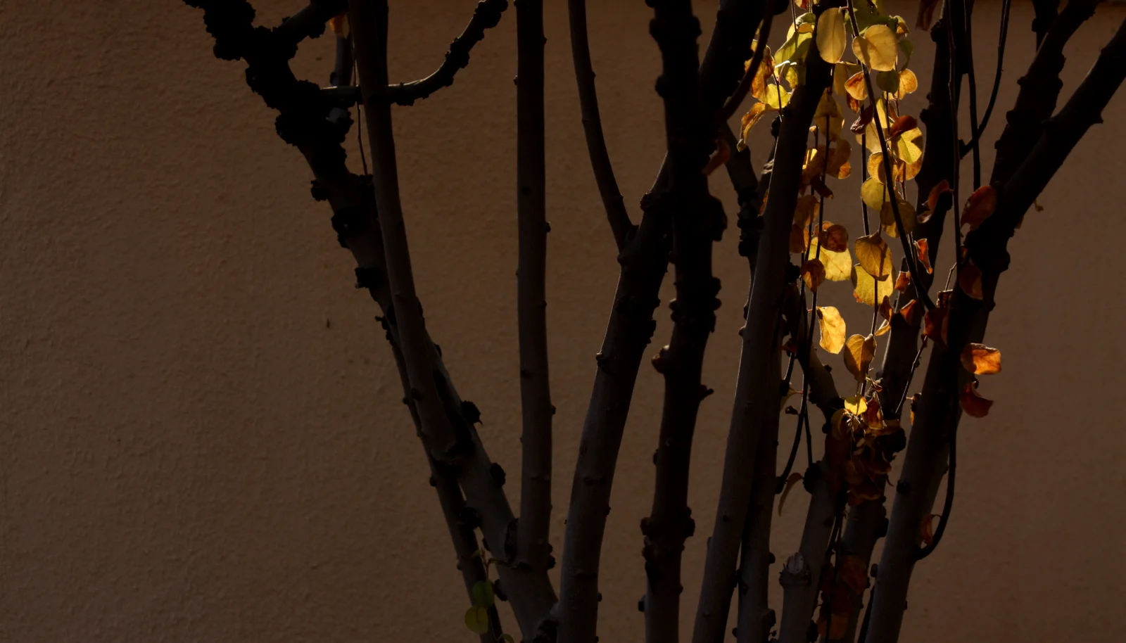  The garden at Tumacacori has been recreated to represent what it might have been like when the Spanish created the mission. It includes fruit trees they had brought with them, like apricot, monk's pepper, olive, pomegranate, and this, quince with a 