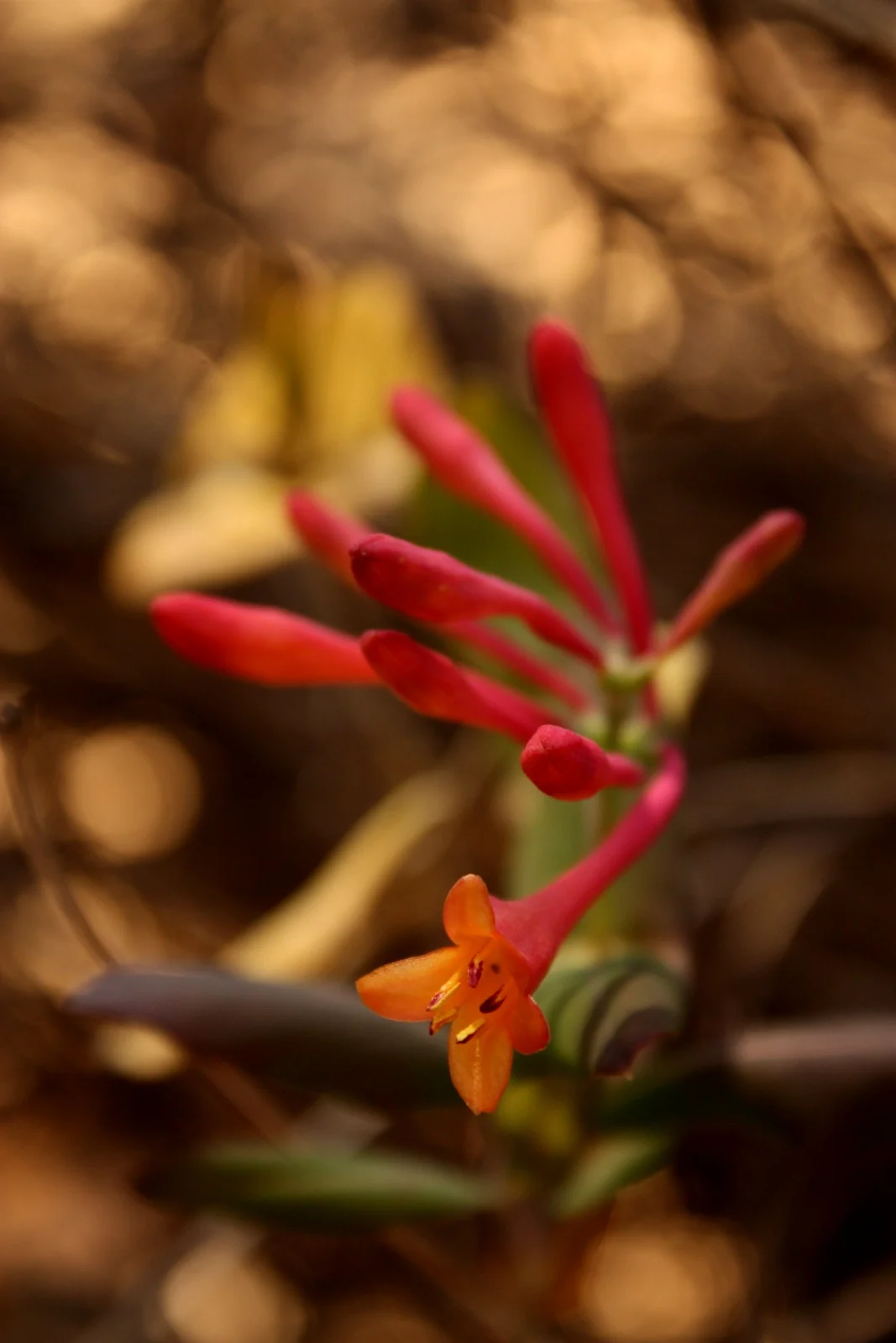  Honeysuckle in the garden 