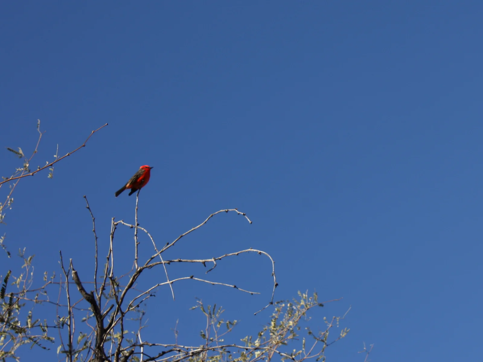  As I was looking at the front of the mission, trying to find the remnants of the bright red and yellow paint that was originally used on the facade, I saw this little red guy flying around the courtyard. He was cooperative and let me get right up un