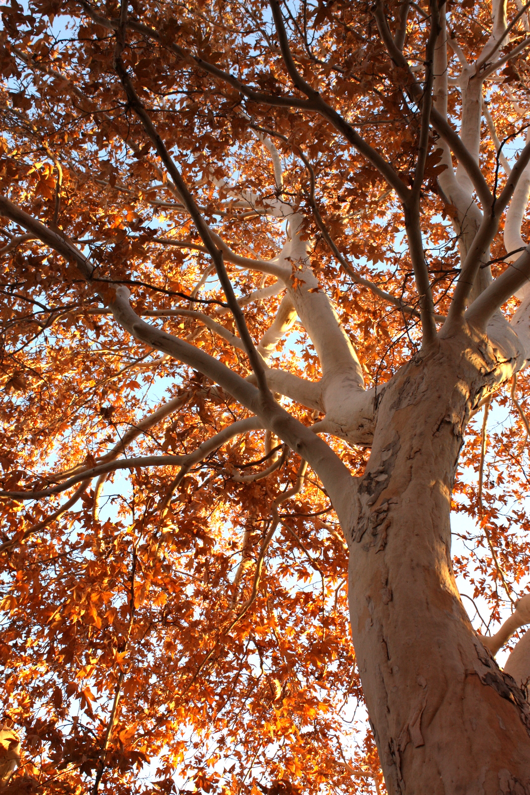  Sycamore at the hotel 